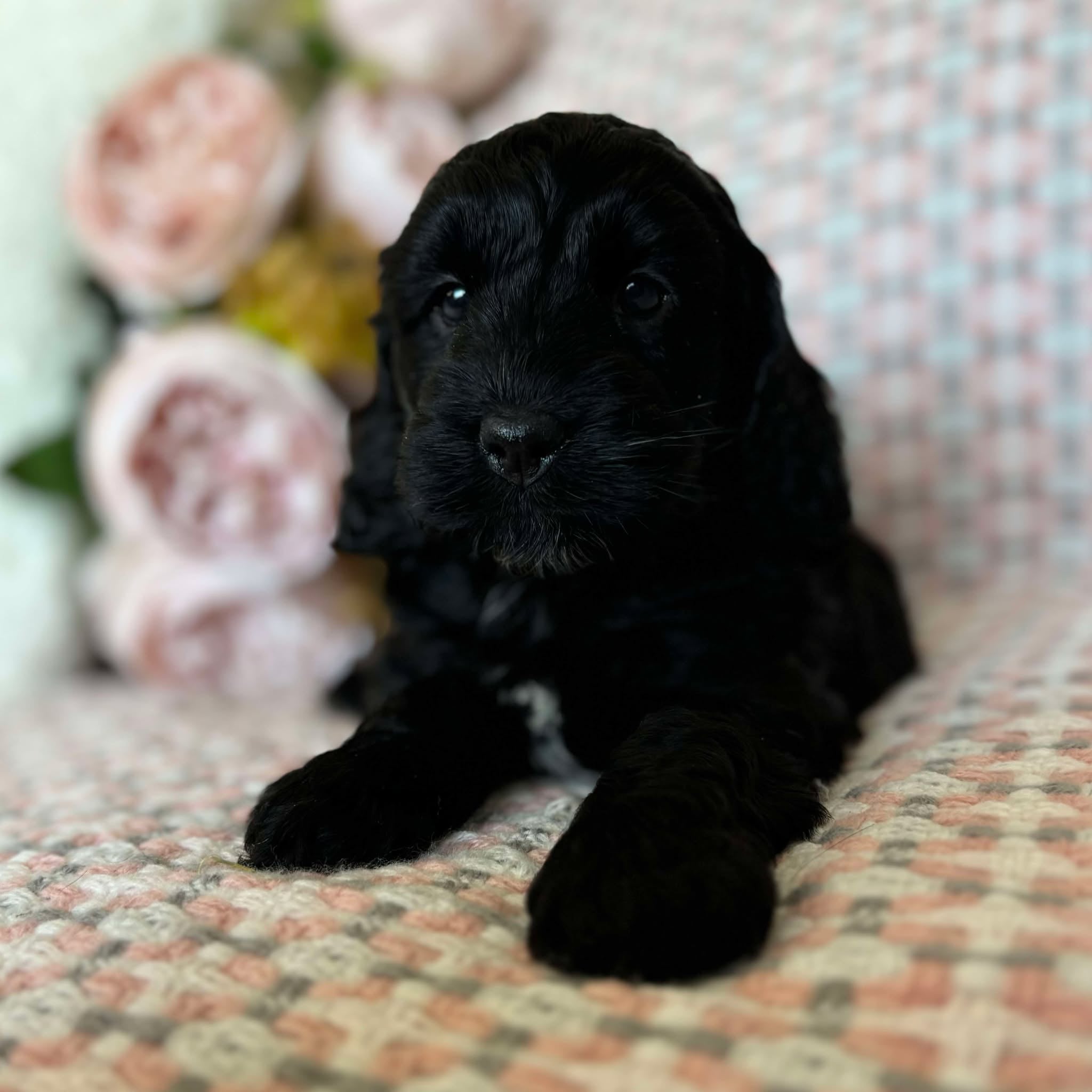 Spoodle Mini Female Melody - Available to Adopt 20th November 2025