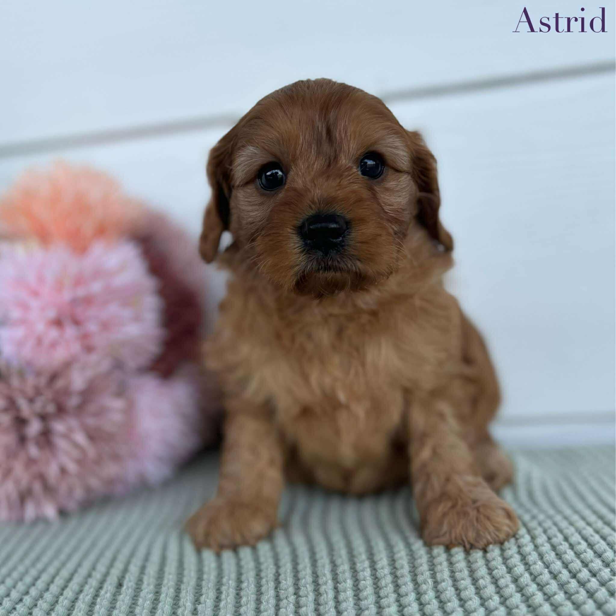 Cavoodle Mini Female Astrid - Available to Adopt 28th November 2025