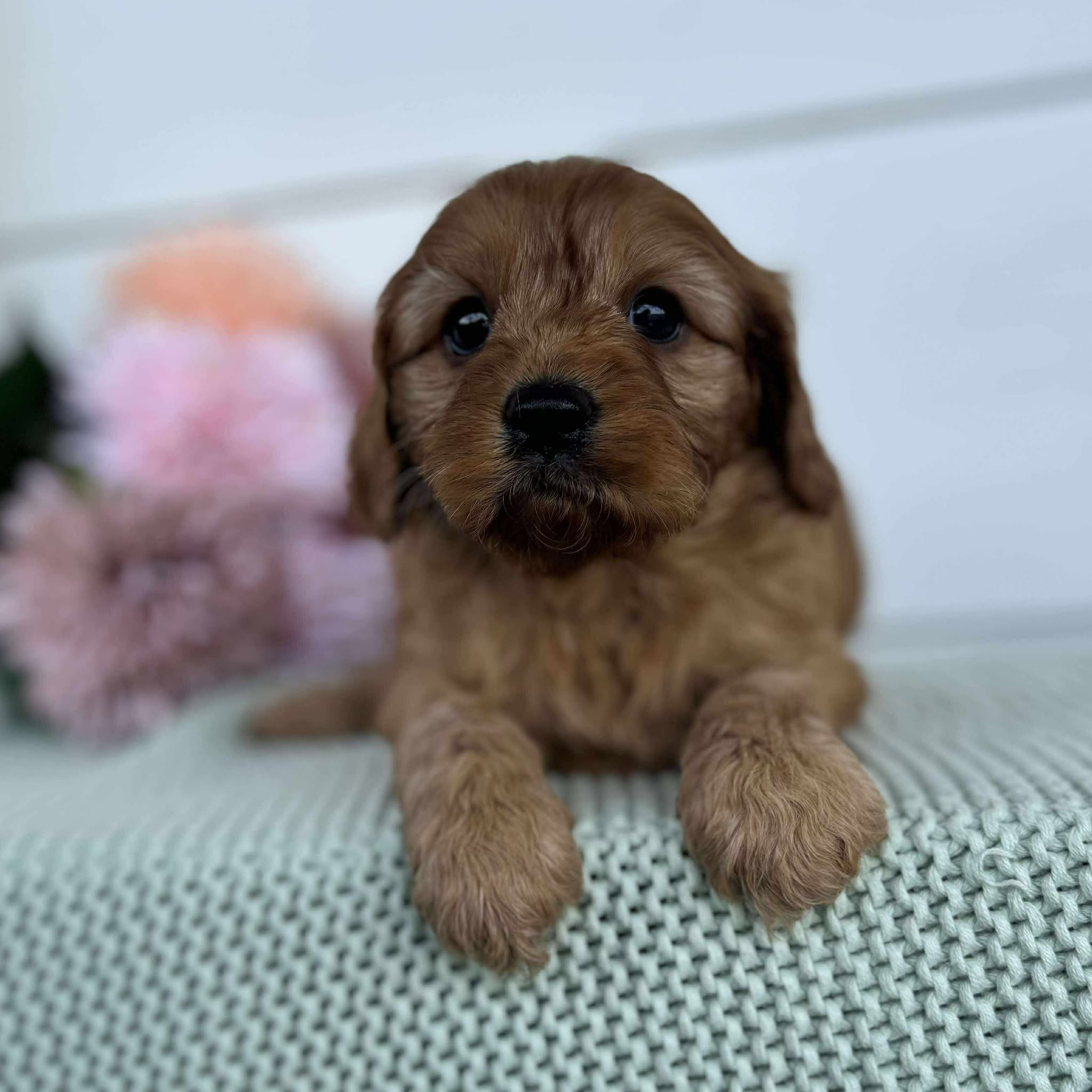 Cavoodle Mini Female Astrid - Available to Adopt 28th November 2025