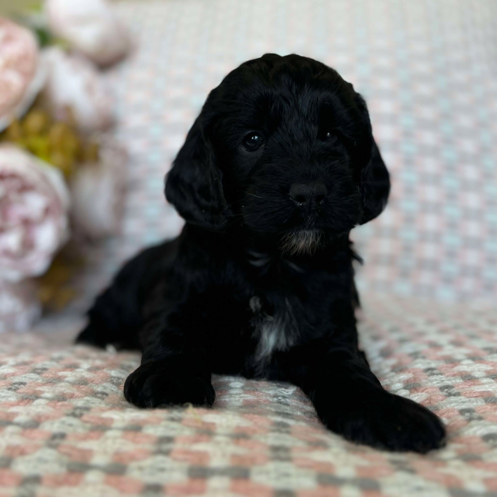 Spoodle Mini Female Misty - Available to Adopt 20th November 2025