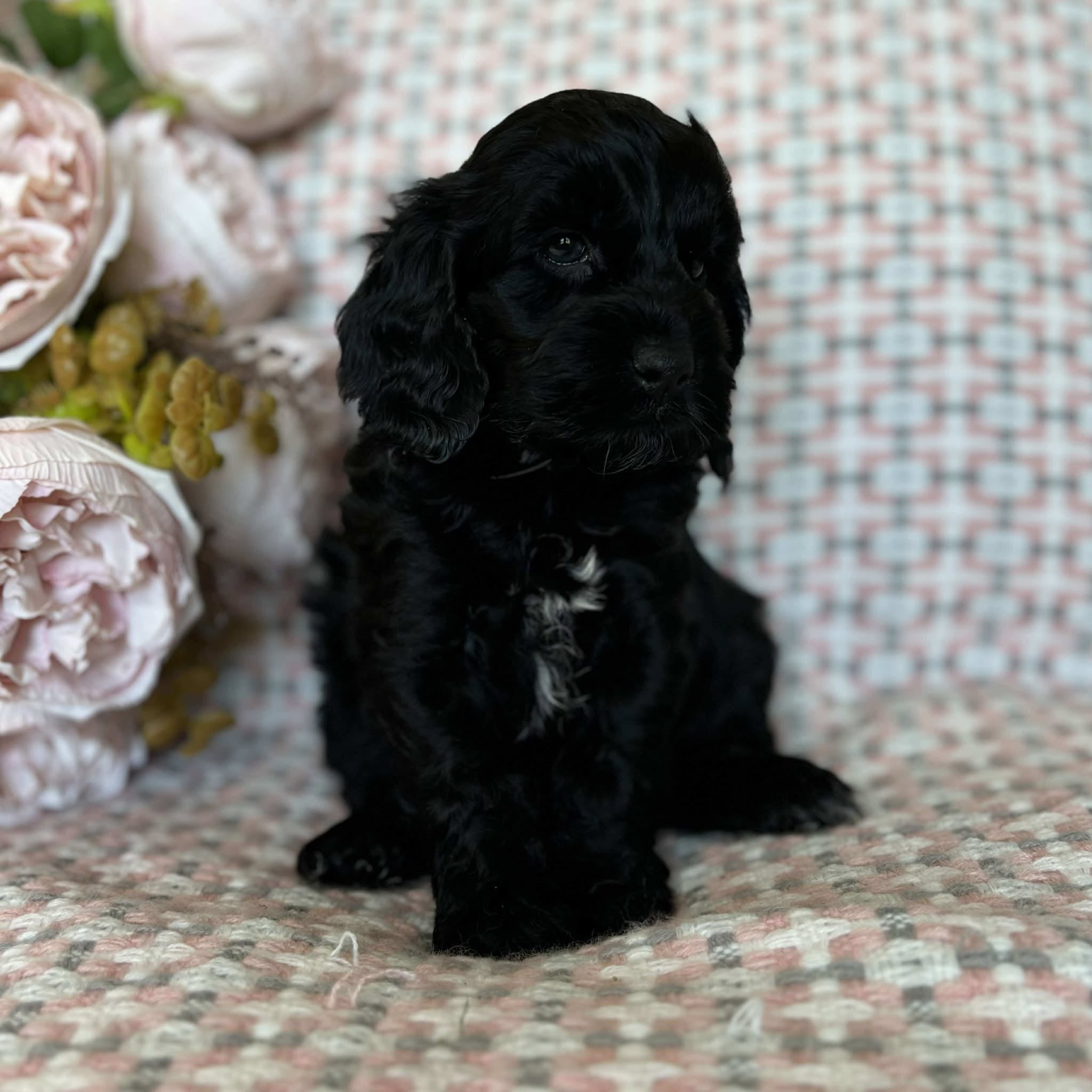 Spoodle Mini Female Missy - Adopted