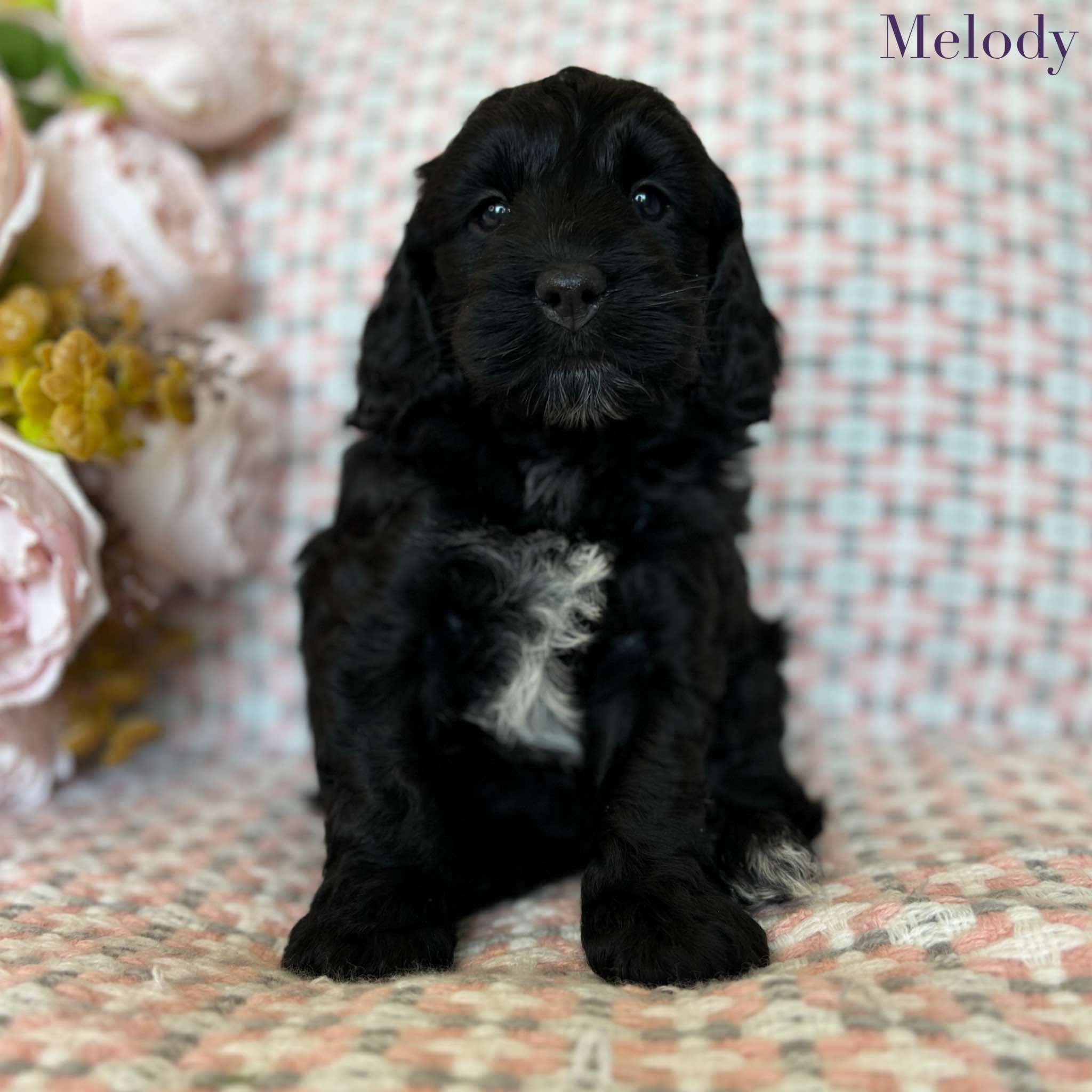 Spoodle Mini Female Melody - Available to Adopt 20th November 2025