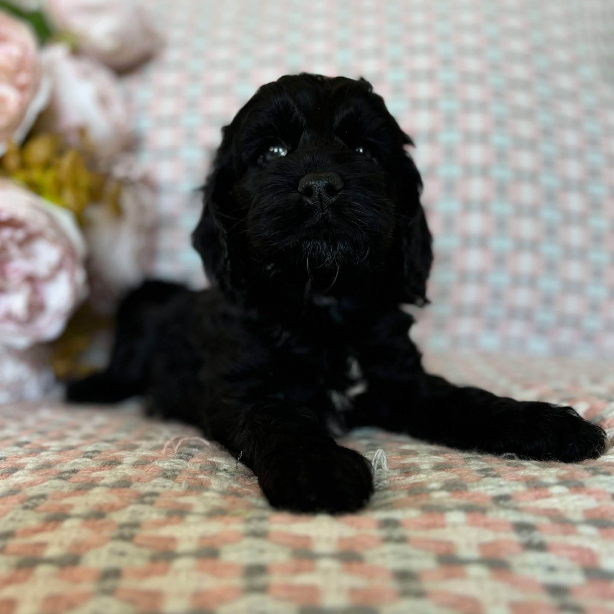 Spoodle Mini Female Missy - Adopted