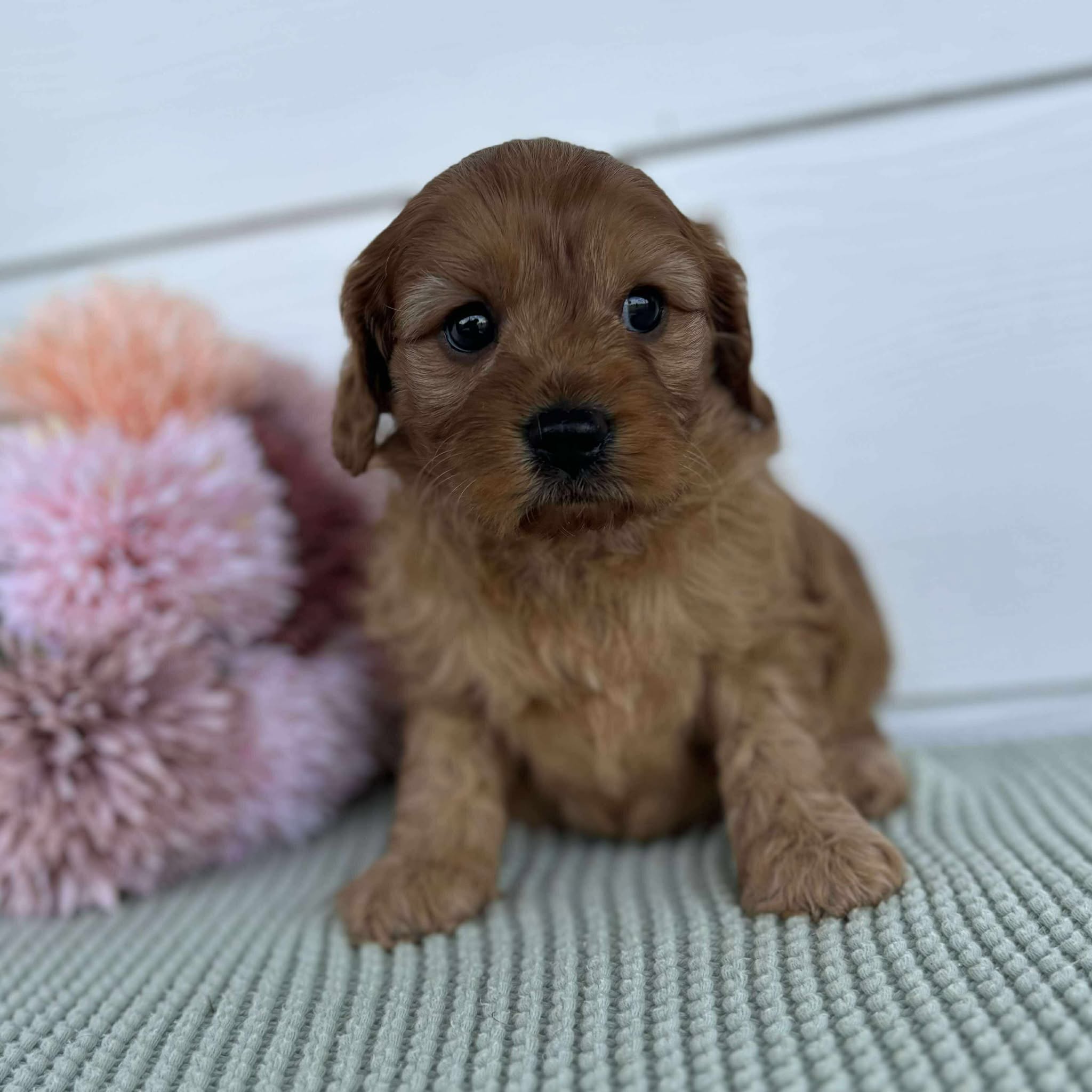 Cavoodle Mini Female Astrid - Available to Adopt 28th November 2025