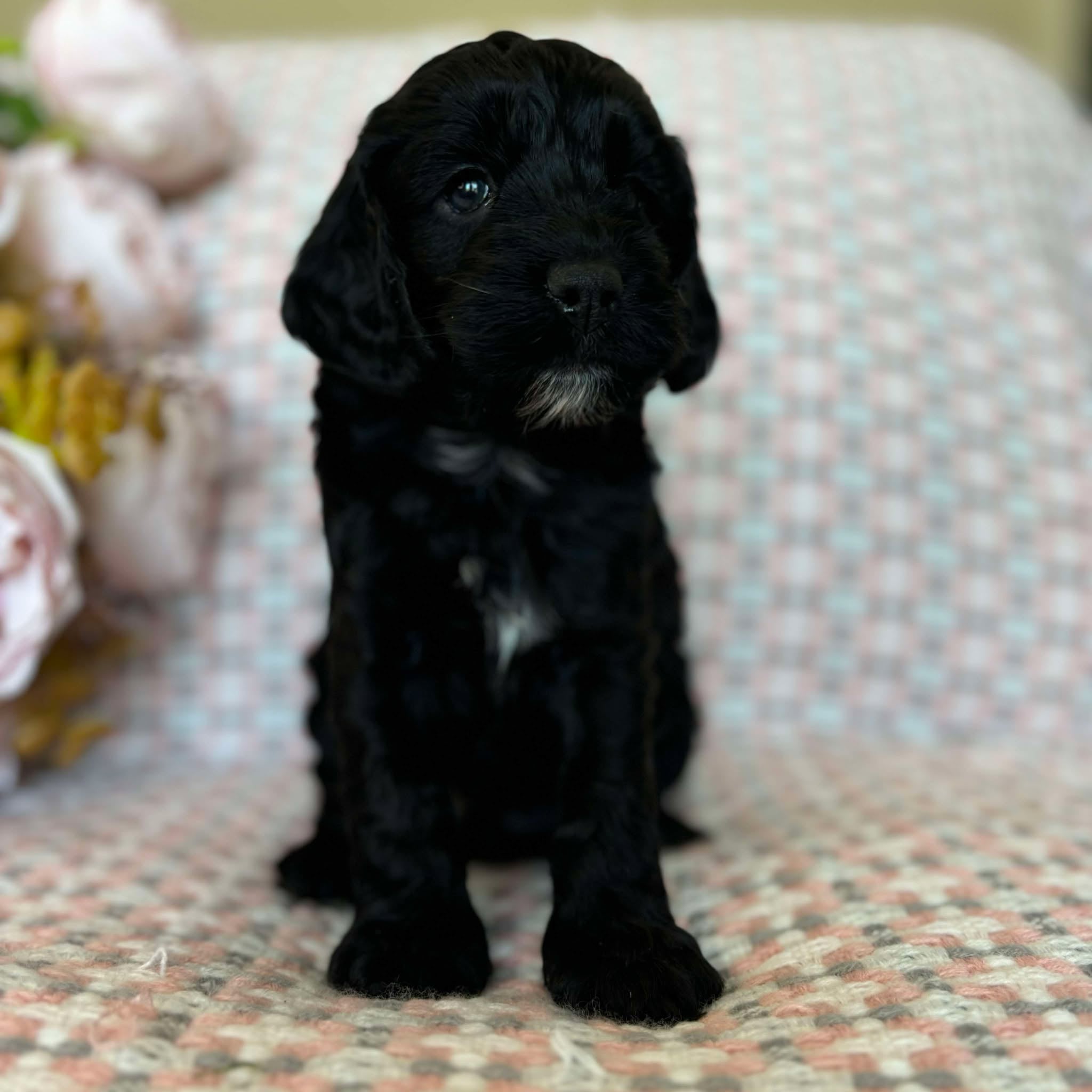 Spoodle Mini Female Misty - Available to Adopt 20th November 2025