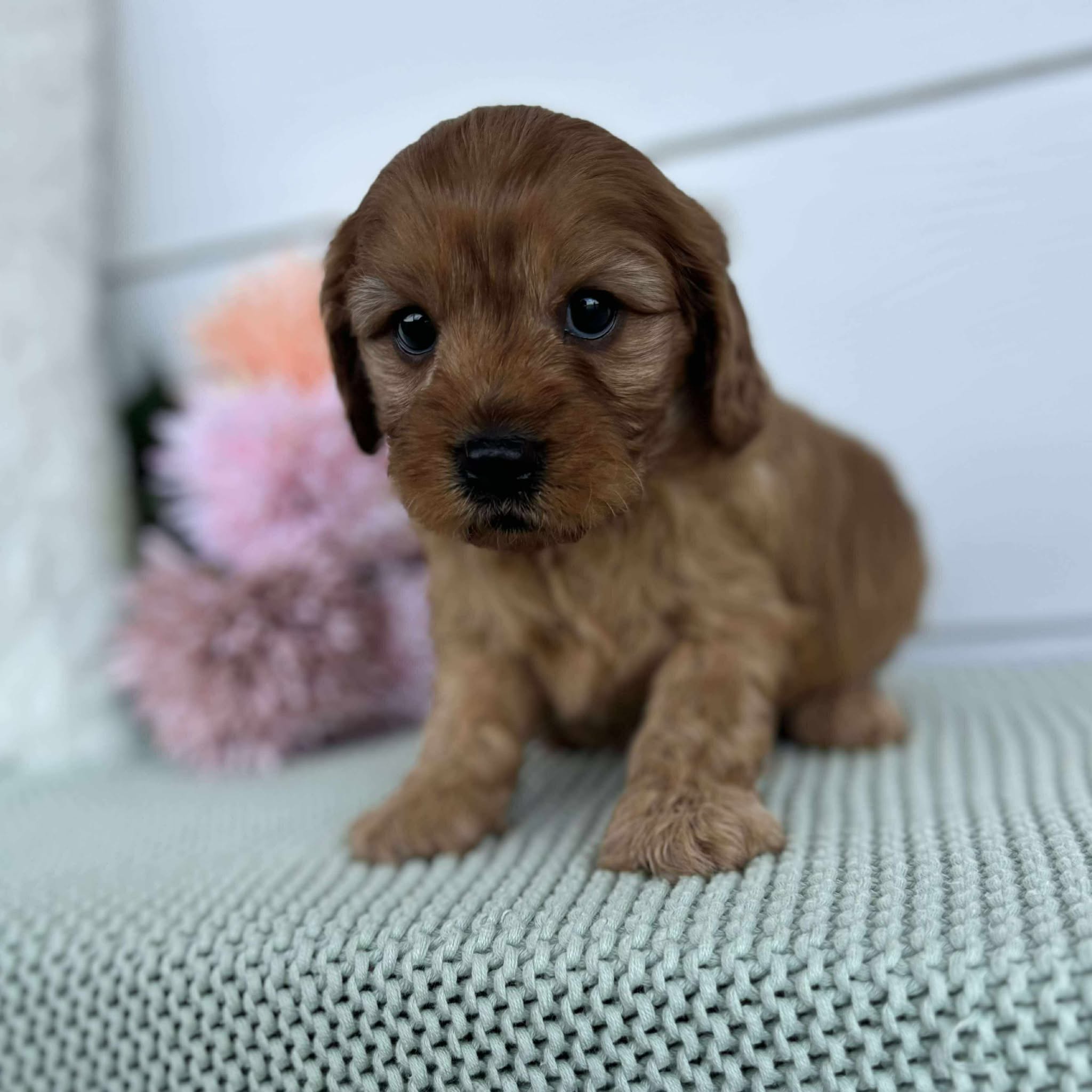 Cavoodle Mini Female Astrid - Available to Adopt 28th November 2025