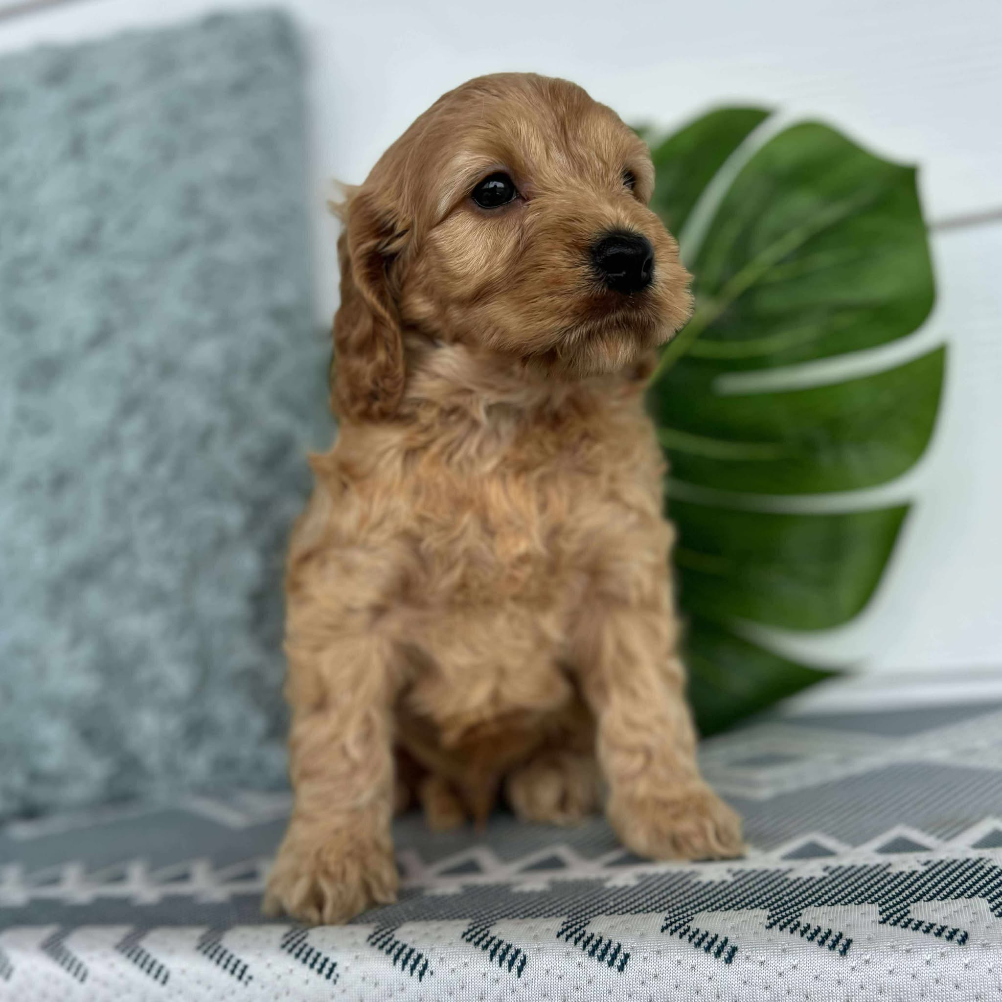 Spoodle Mini Male Buster - Available to Adopt 26th November 2025