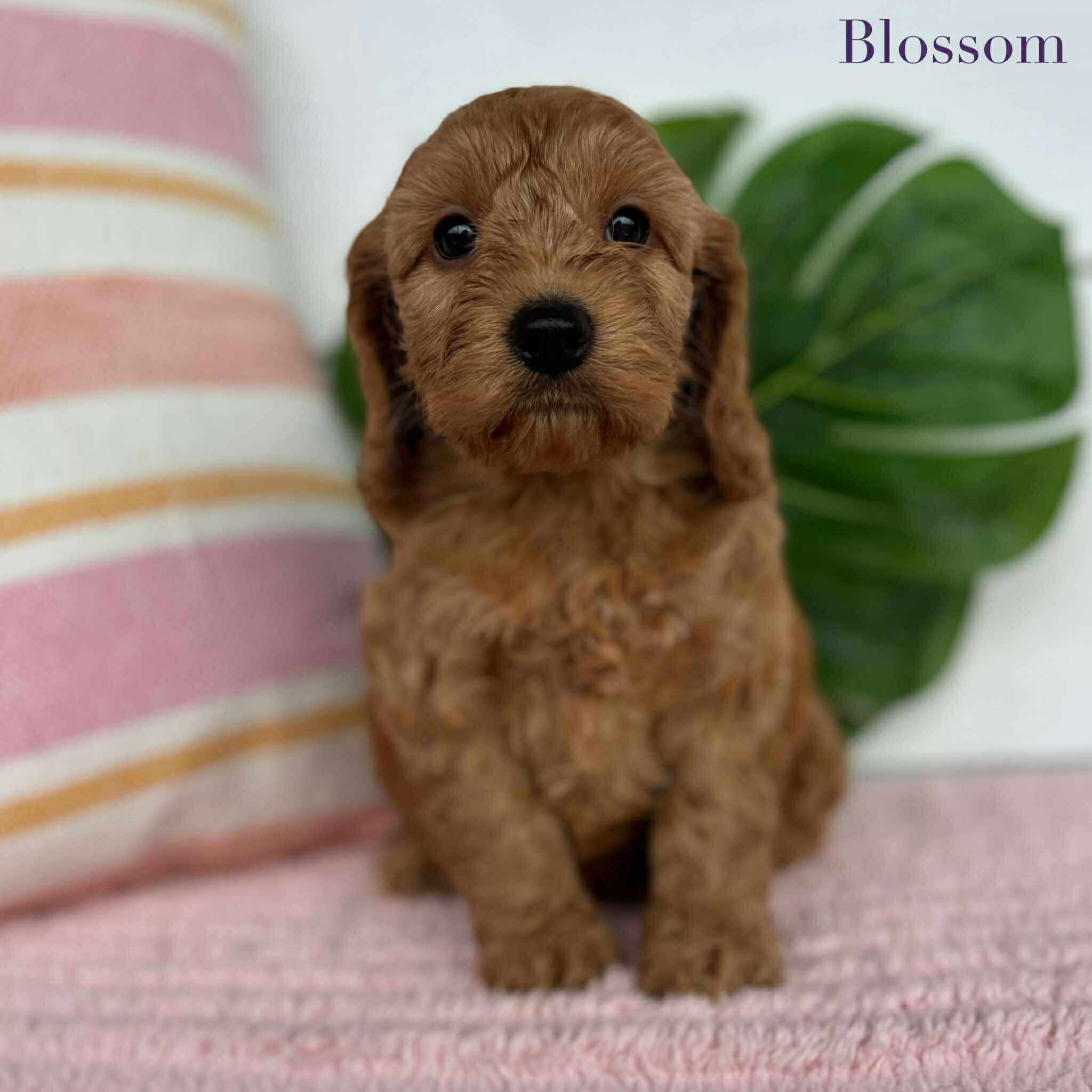 Spoodle Mini Female Blossom - Adopted
