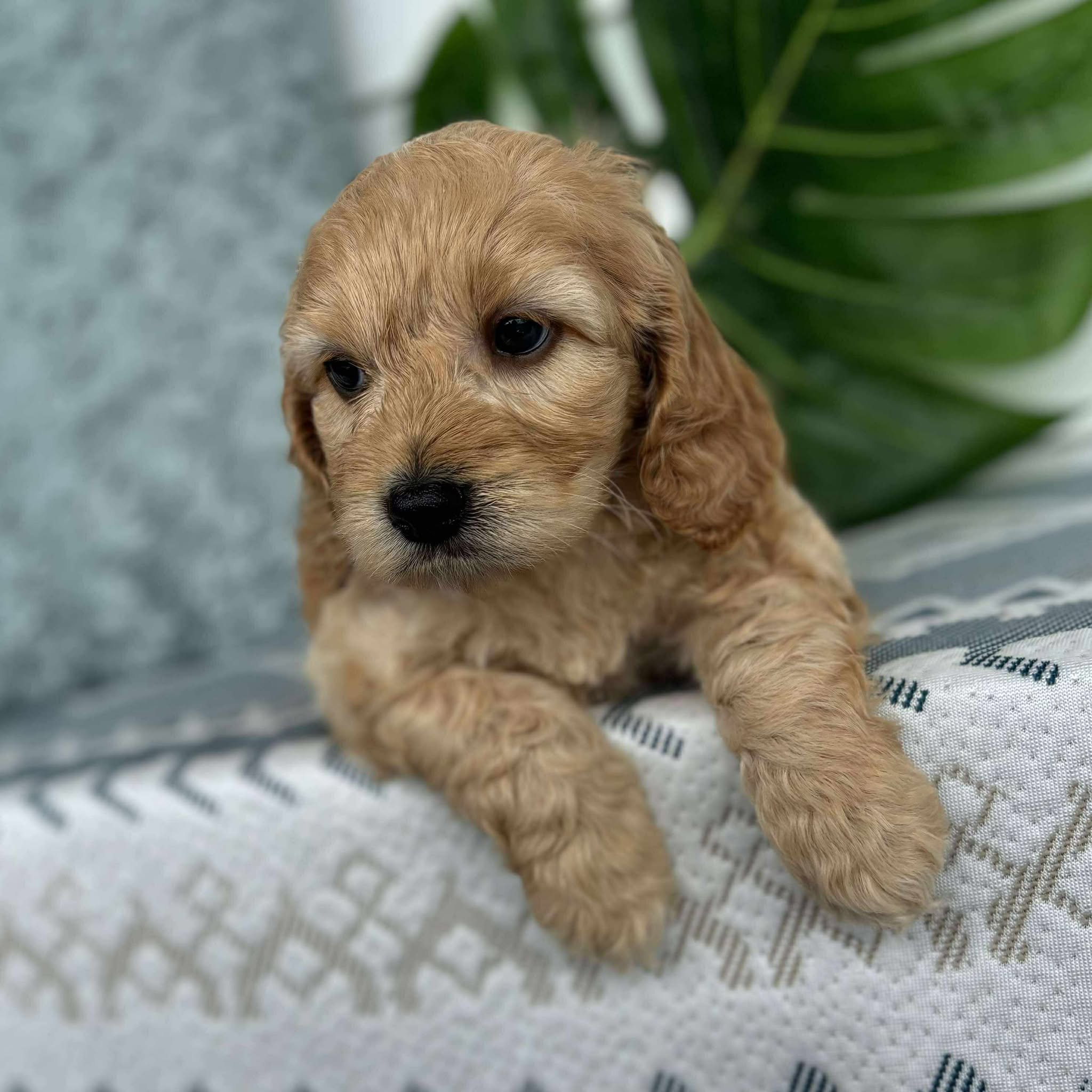 Spoodle Mini Male Buckley - Available to Adopt 26th November 2025