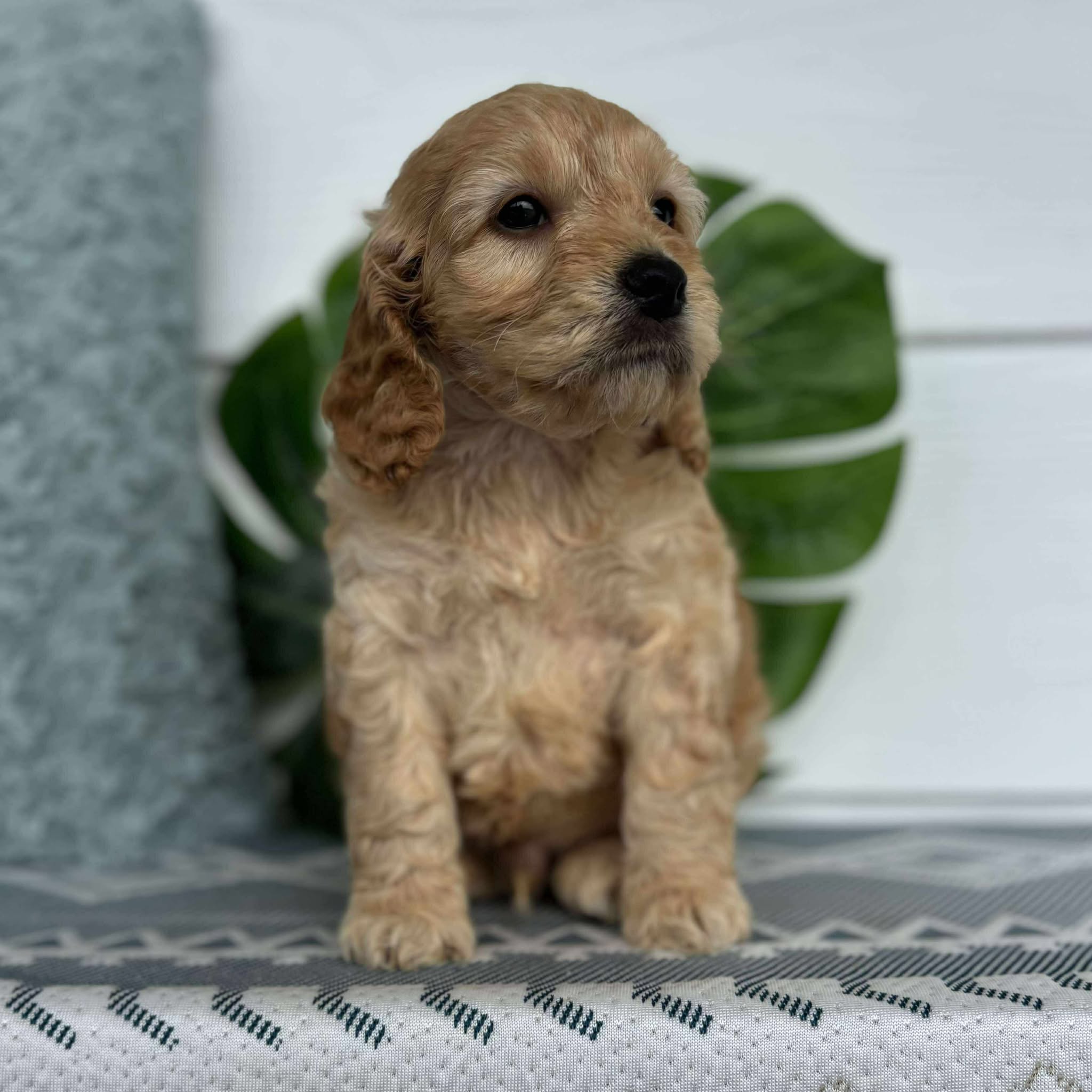 Spoodle Mini Male Buckley - Available to Adopt 26th November 2025