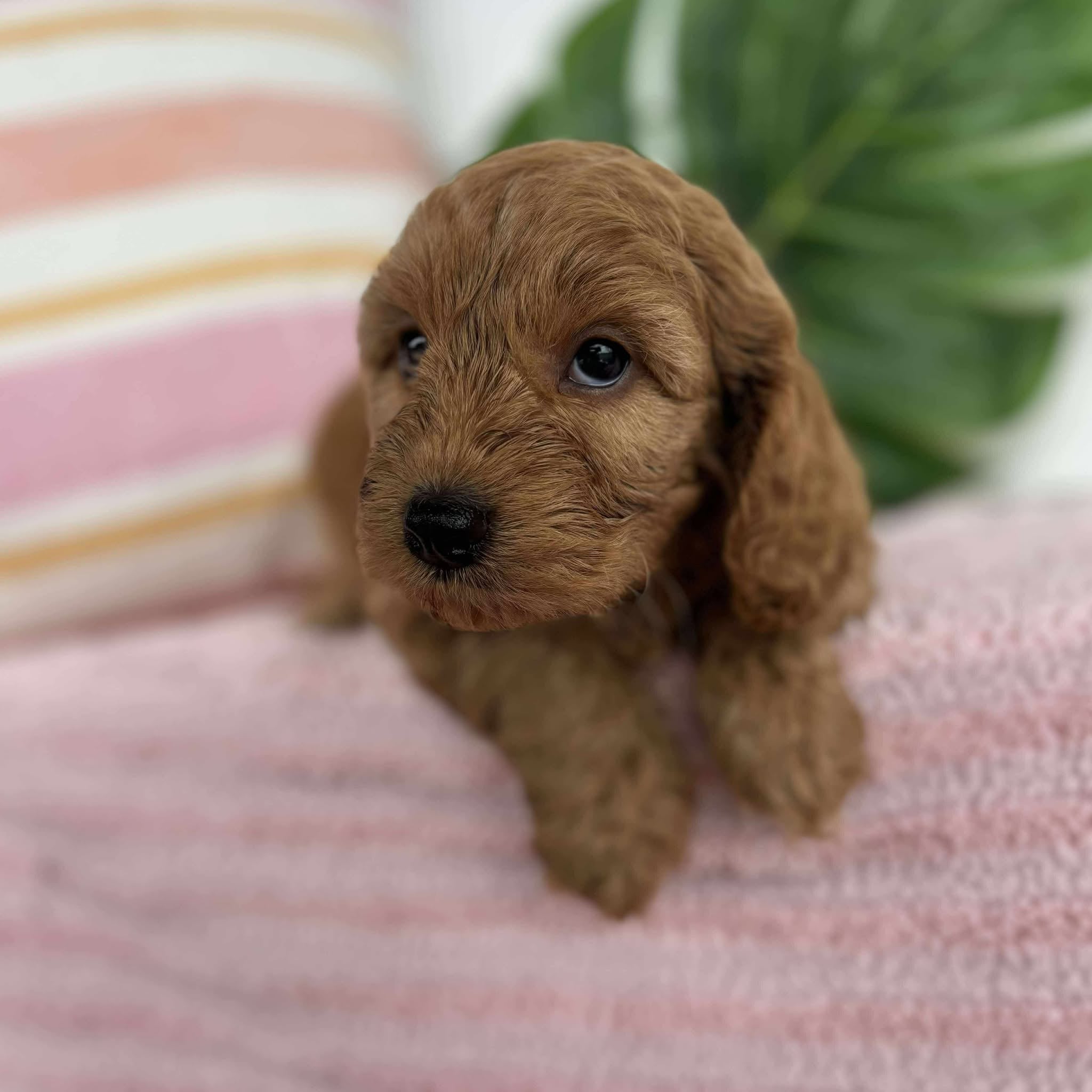 Spoodle Mini Female Blossom - Adopted