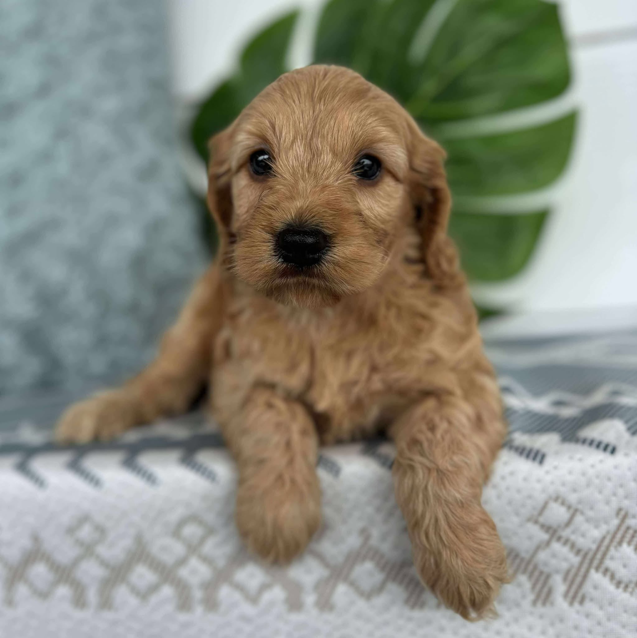Spoodle Mini Male Buster - Available to Adopt 26th November 2025