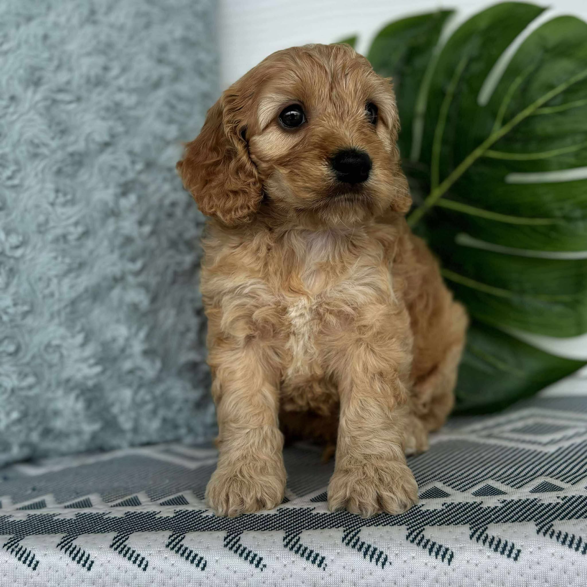 Spoodle Mini Male Bandit - Adopted