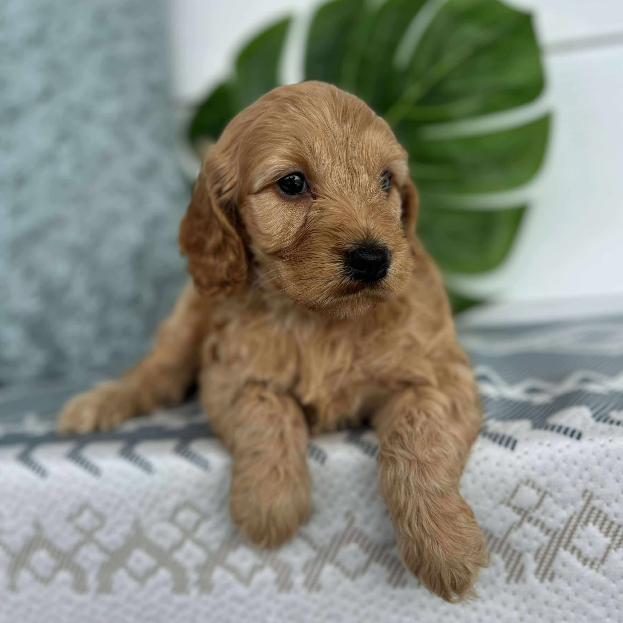 Spoodle Mini Male Buster - Available to Adopt 26th November 2025