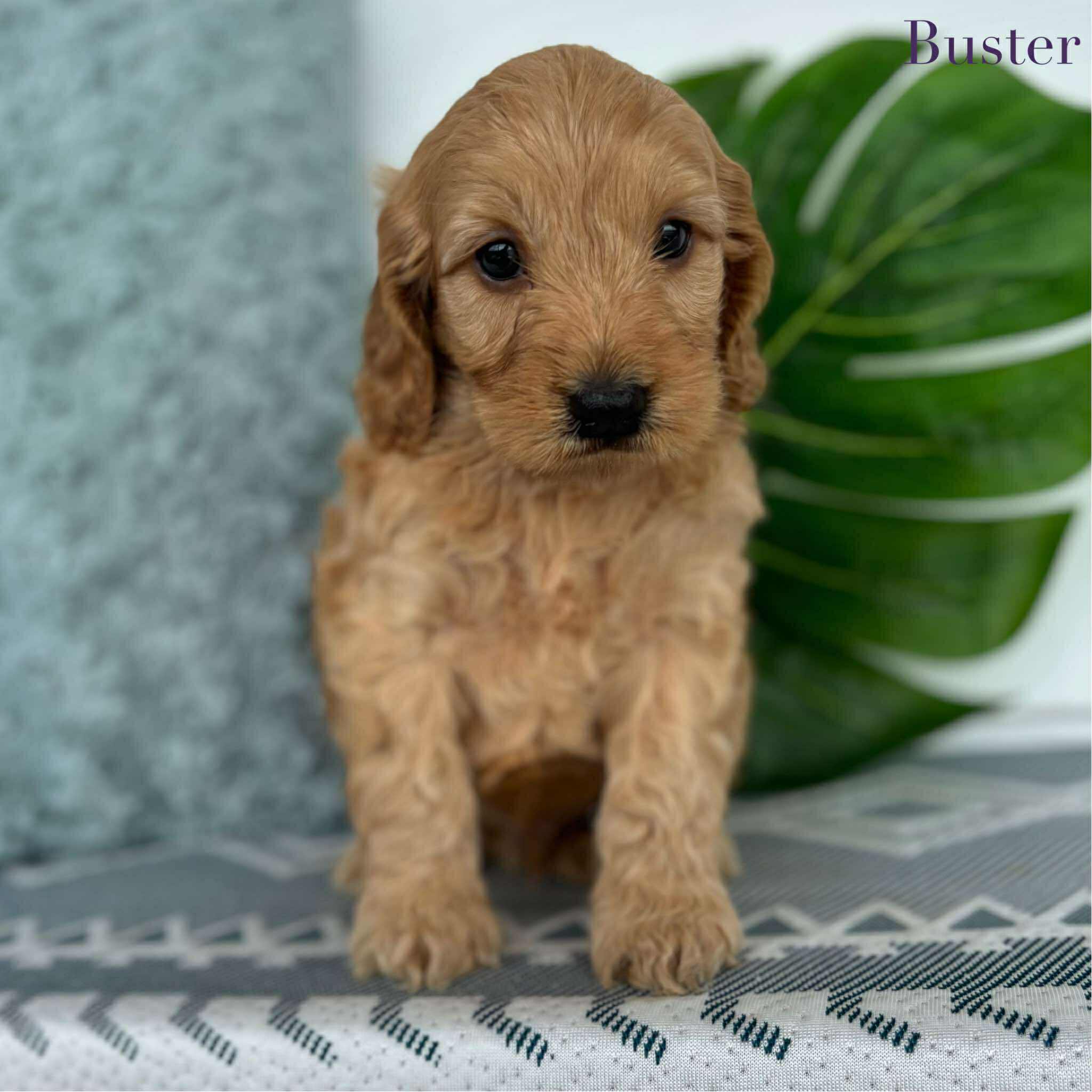 Spoodle Mini Male Buster - Available to Adopt 26th November 2025