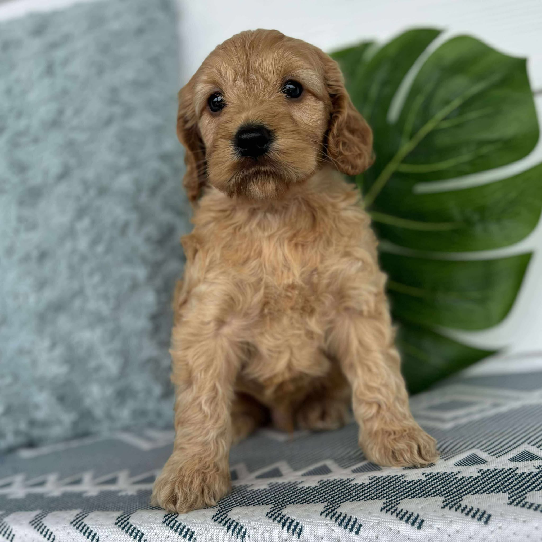 Spoodle Mini Male Buster - Available to Adopt 26th November 2025