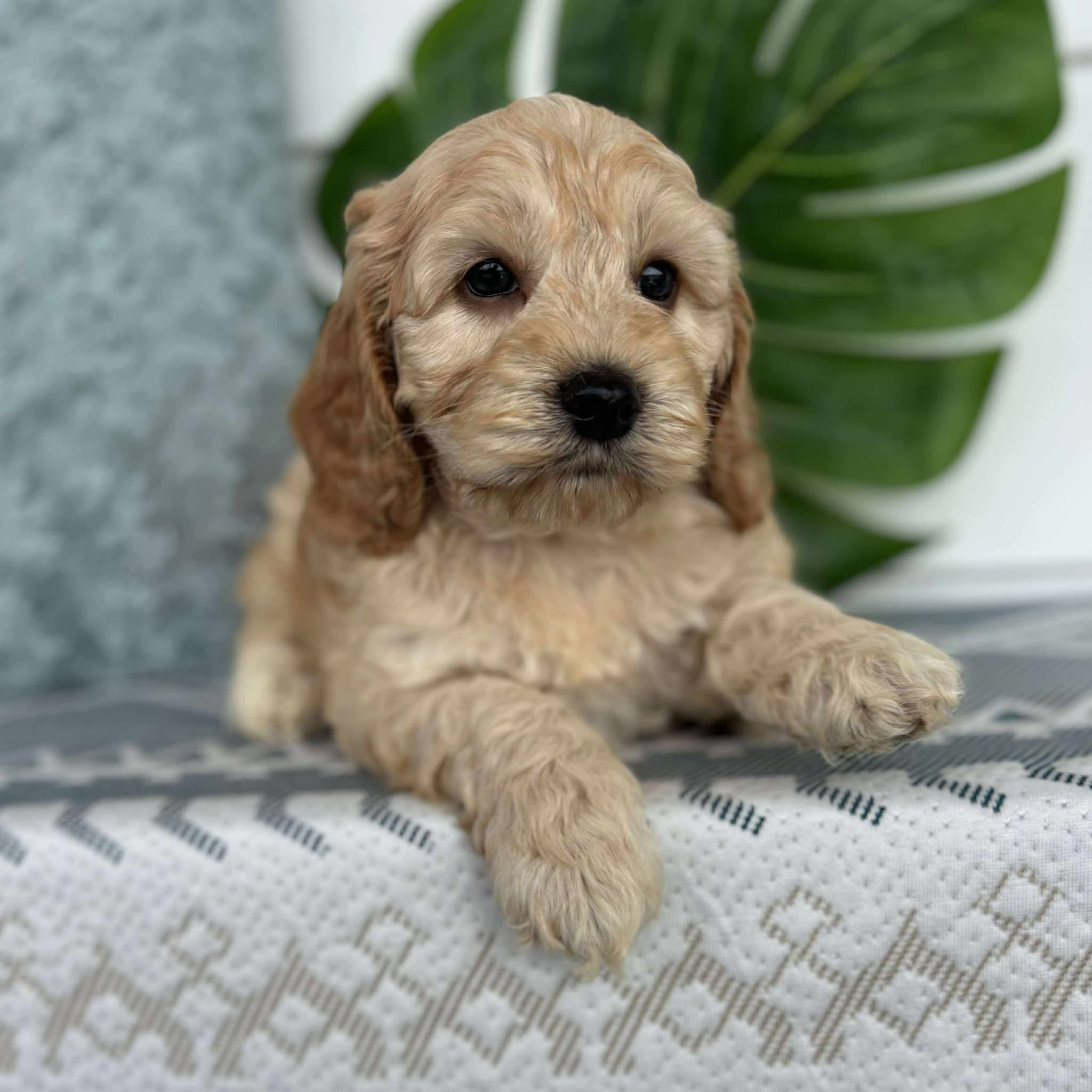 Spoodle Mini Male Barney - Adopted