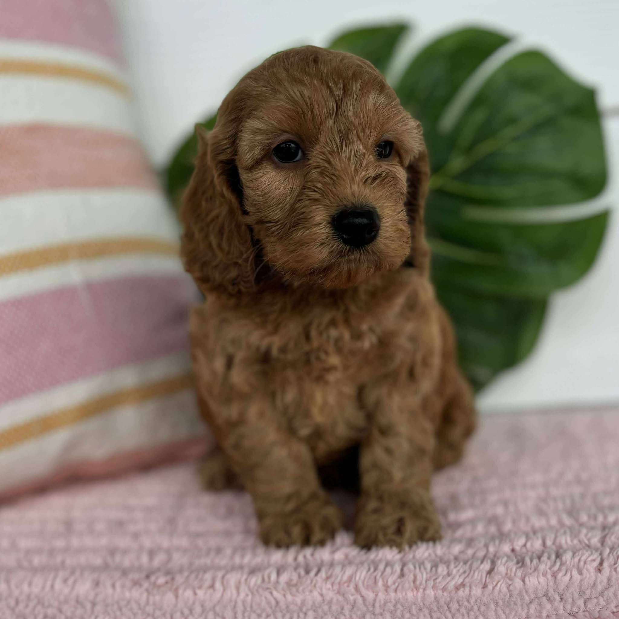 Spoodle Mini Female Blossom - Adopted