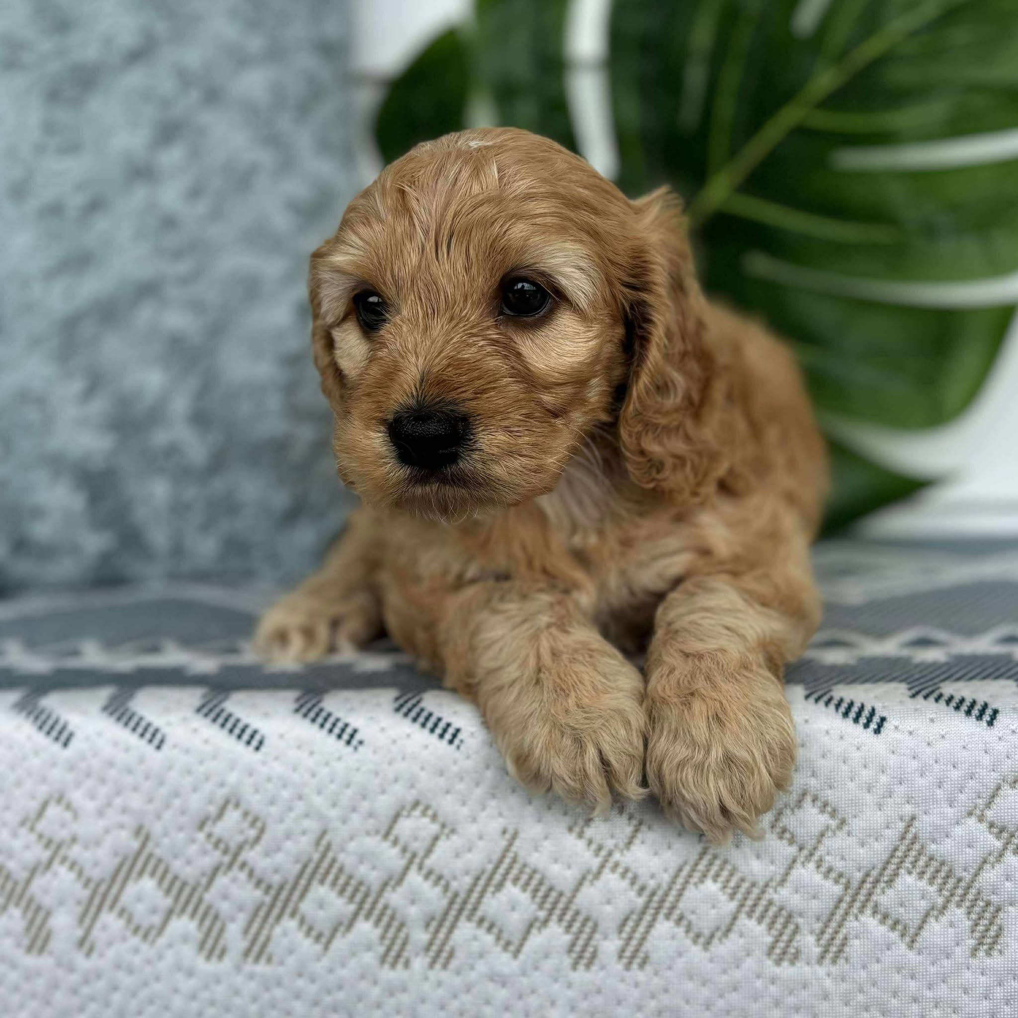 Spoodle Mini Male Bandit - Adopted