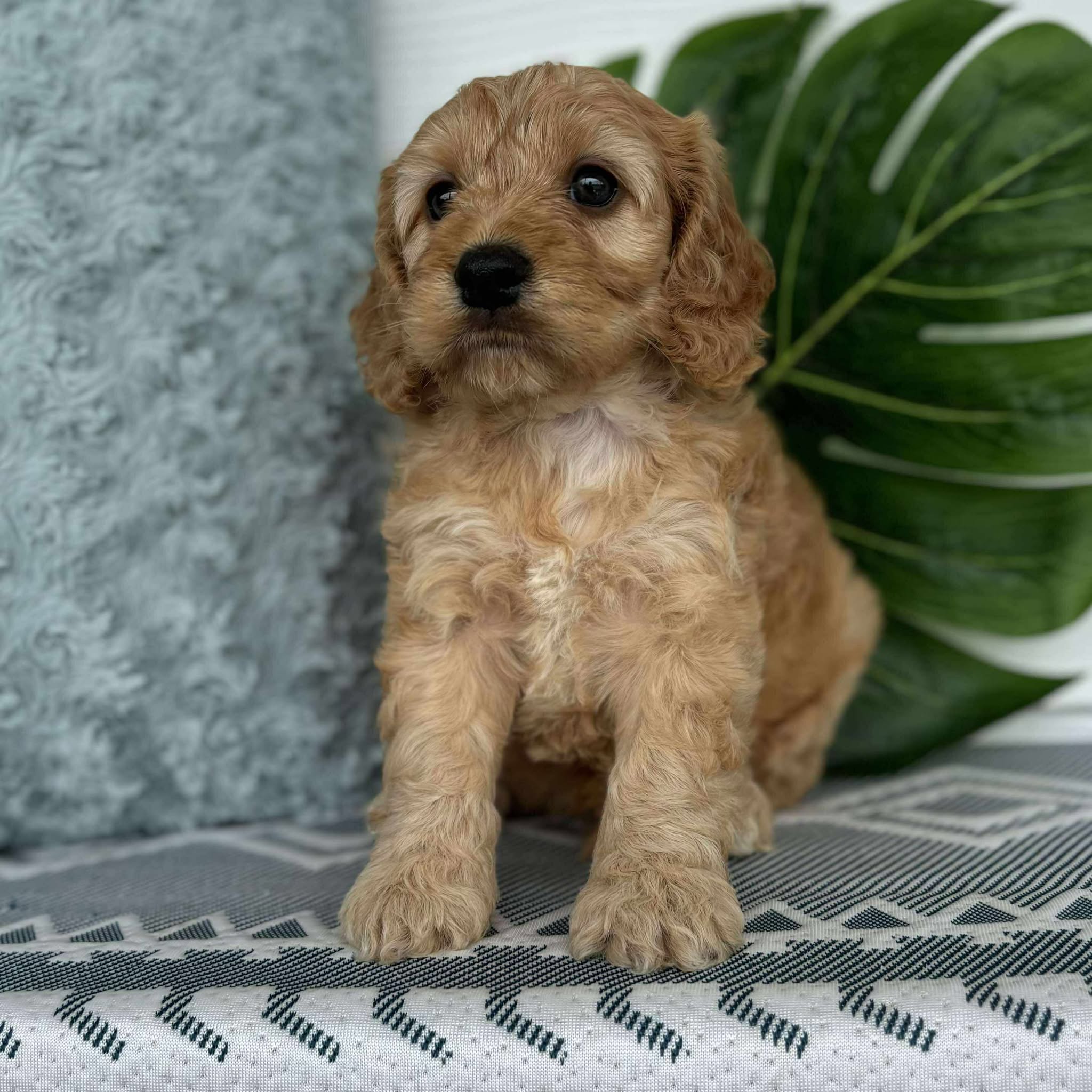 Spoodle Mini Male Bandit - Adopted