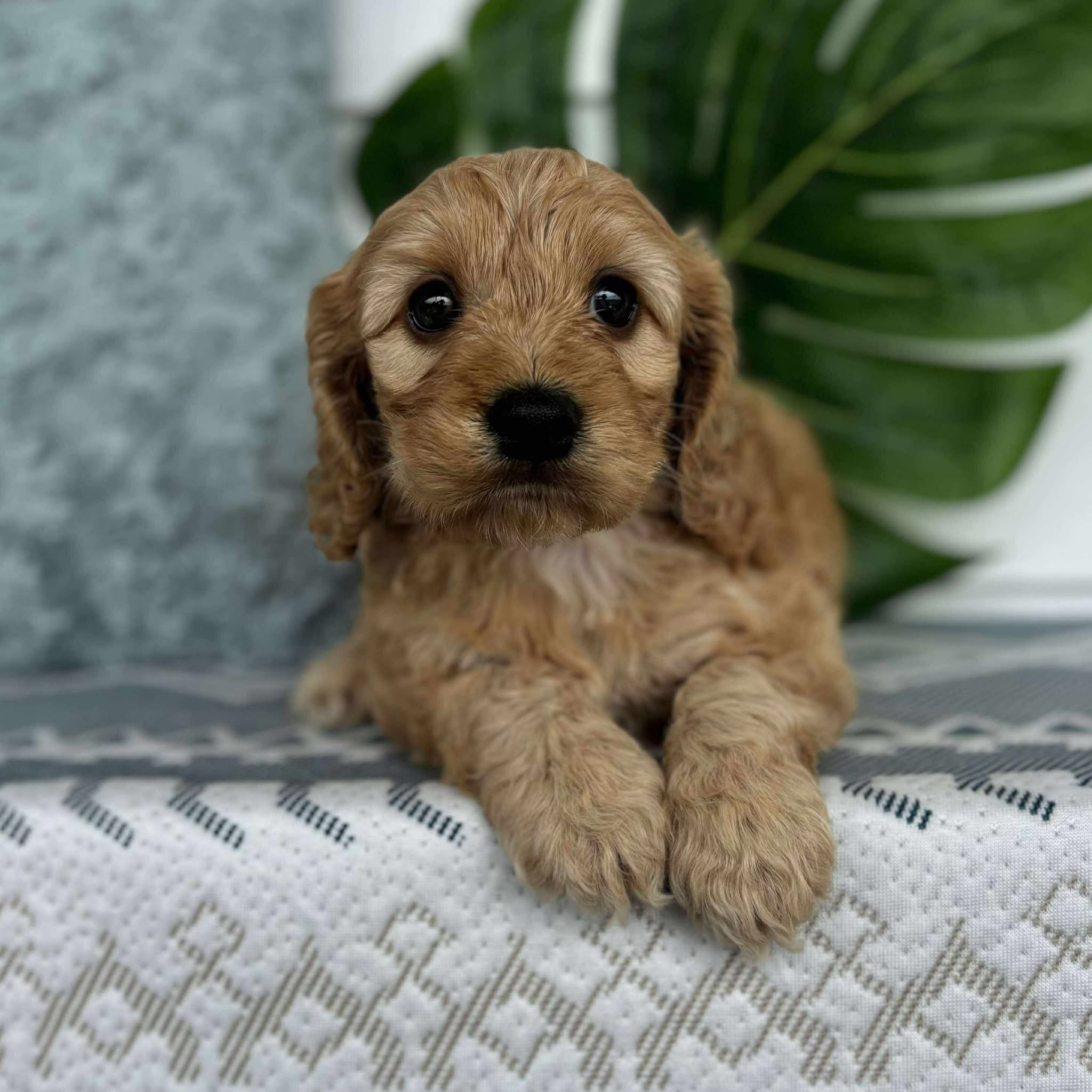 Spoodle Mini Male Bandit - Adopted