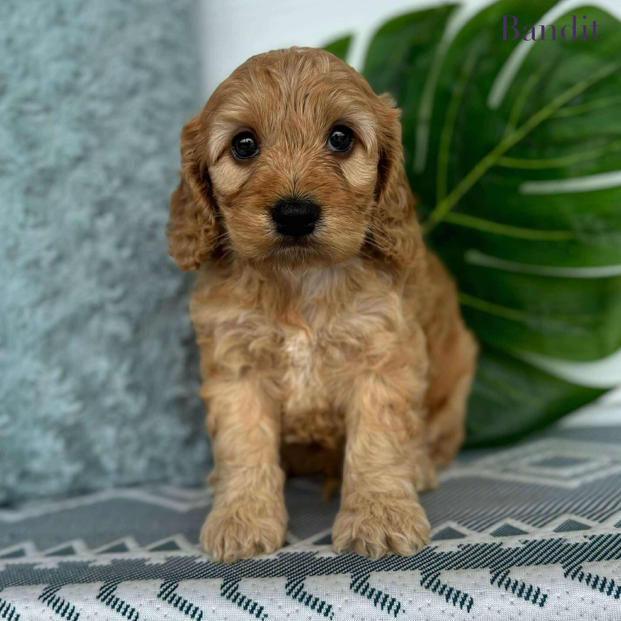 Spoodle Mini Male Bandit - Adopted