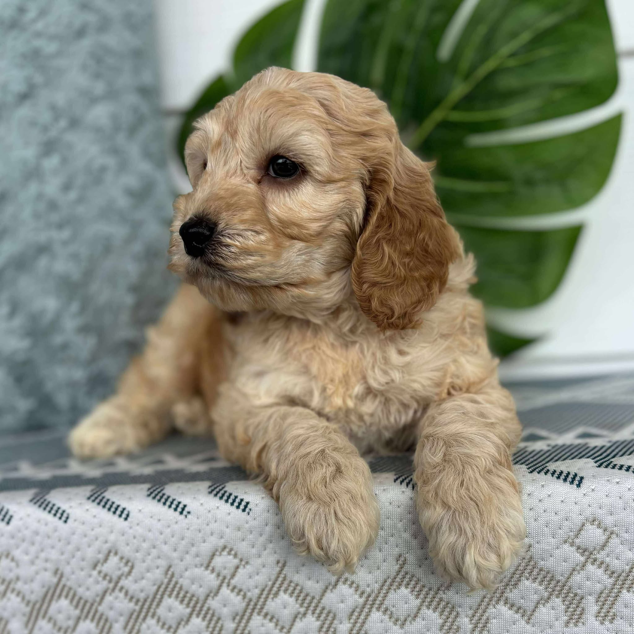 Spoodle Mini Male Barney - Adopted