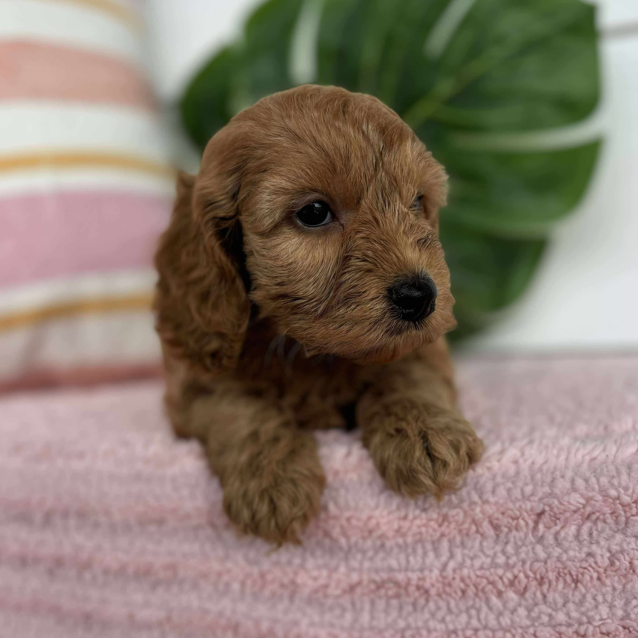 Spoodle Mini Female Blossom - Adopted