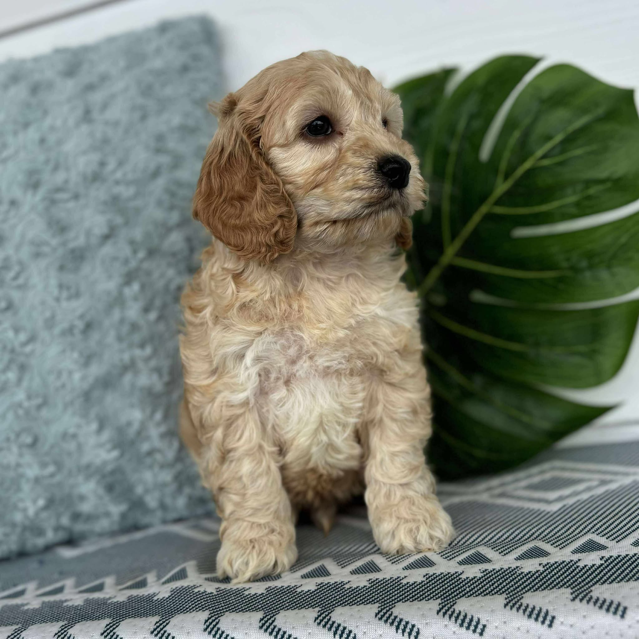 Spoodle Mini Male Barney - Adopted