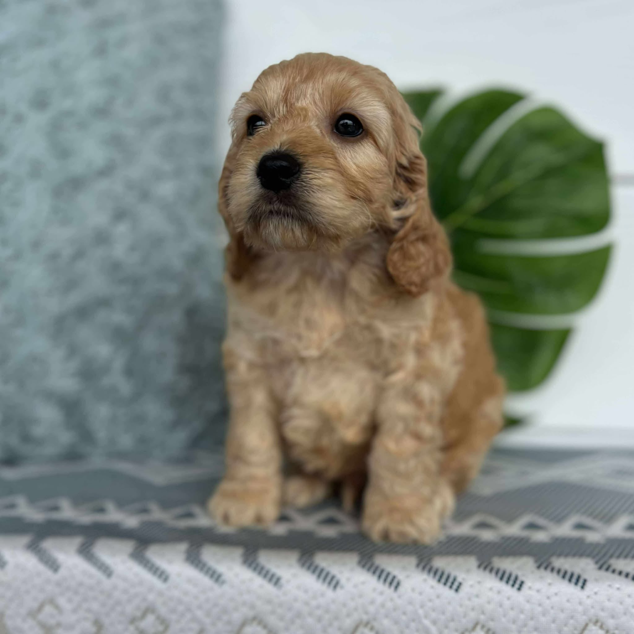 Spoodle Mini Male Buckley - Available to Adopt 26th November 2025