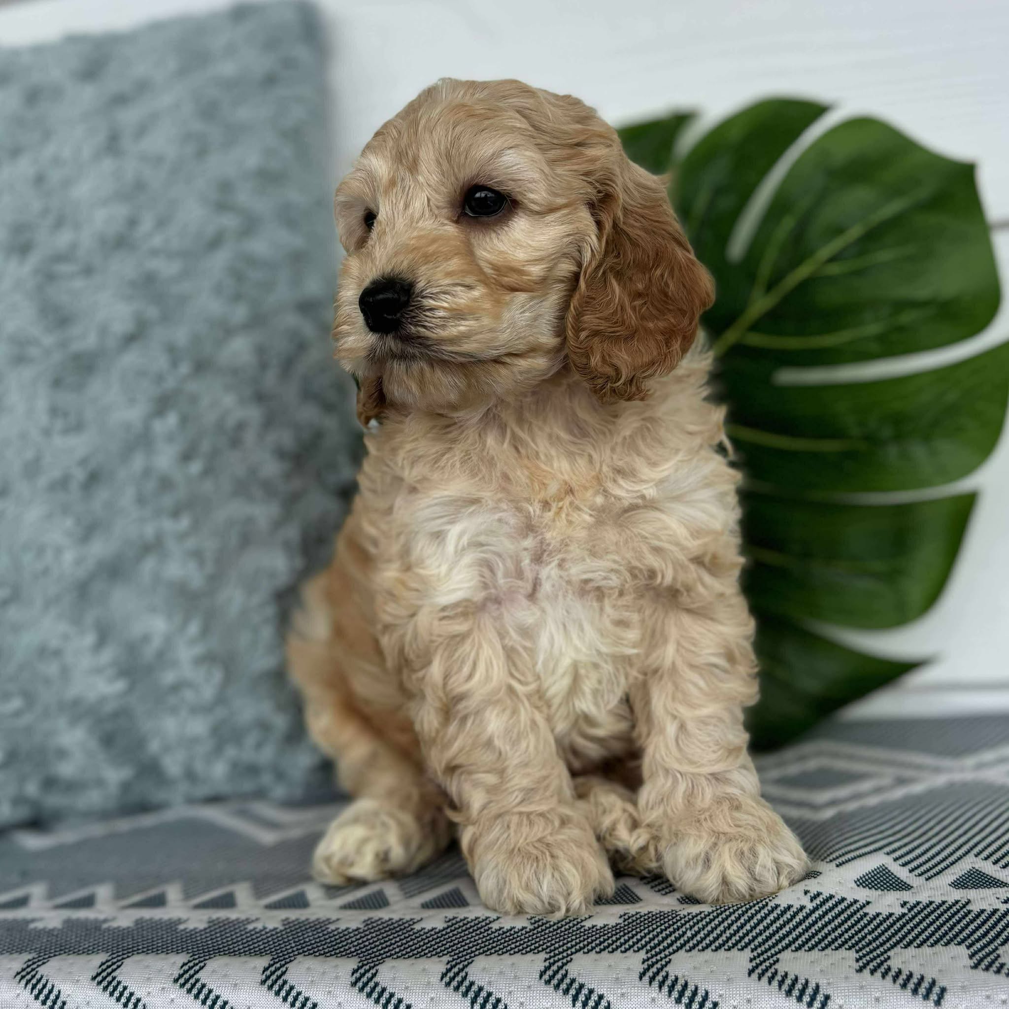 Spoodle Mini Male Barney - Adopted