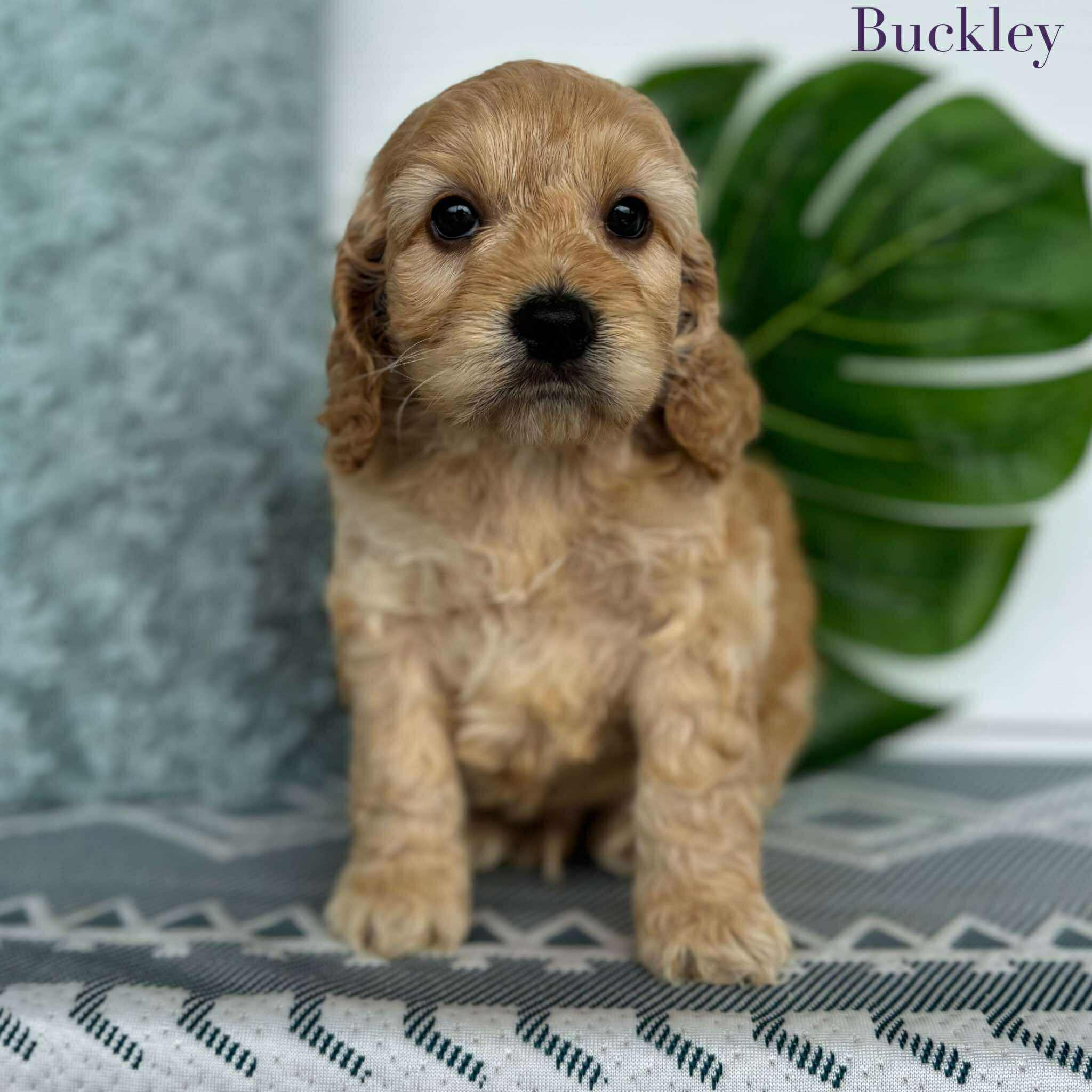 Spoodle Mini Male Buckley - Available to Adopt 26th November 2025