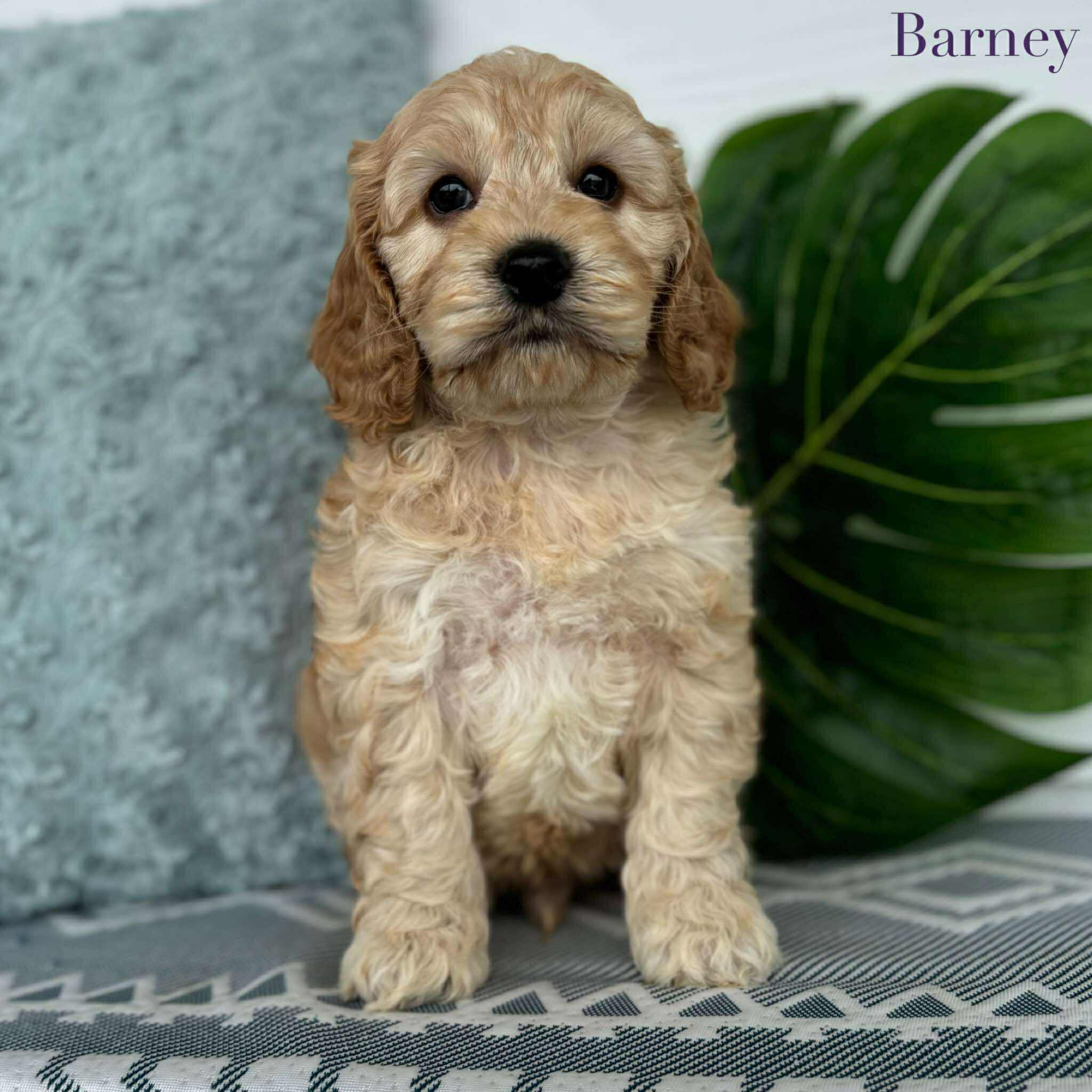 Spoodle Mini Male Barney - Adopted