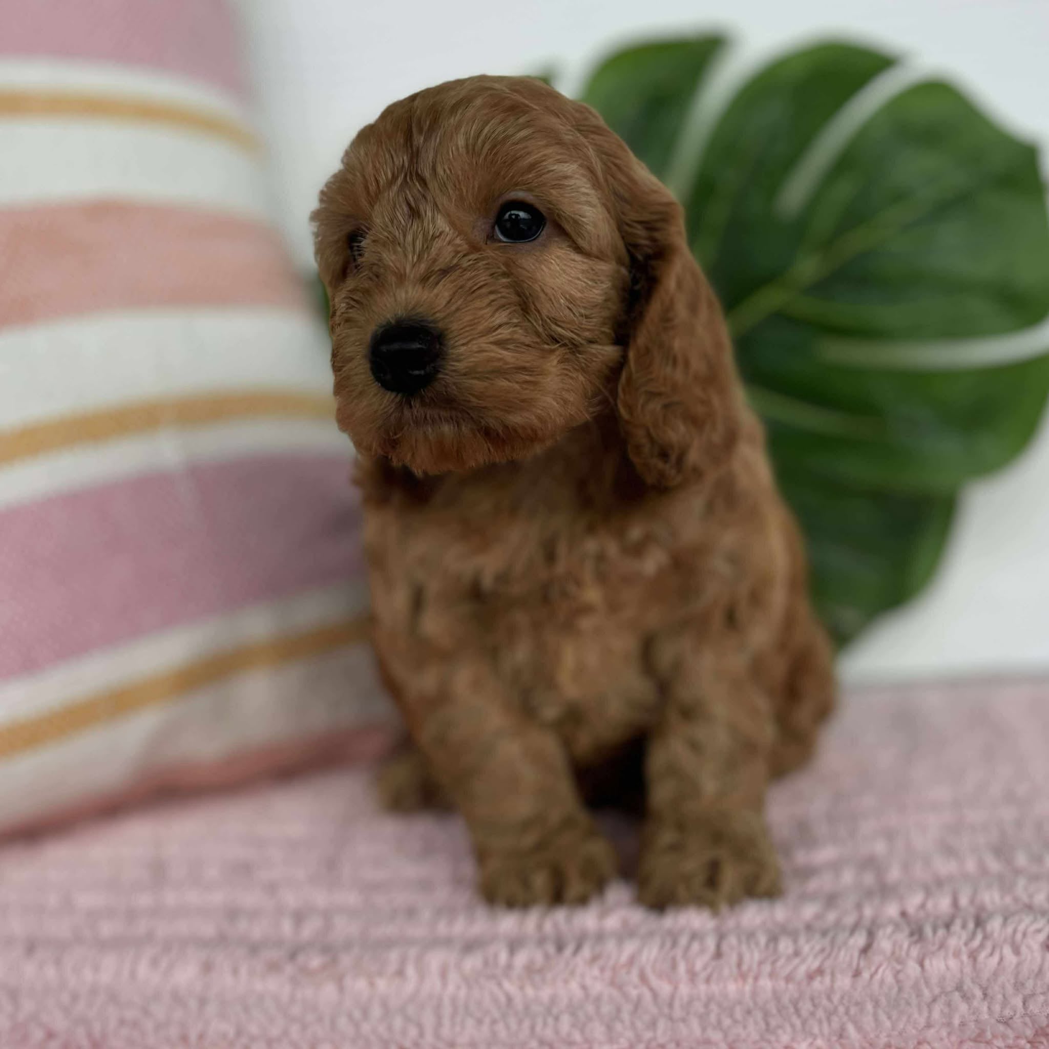 Spoodle Mini Female Blossom - Adopted