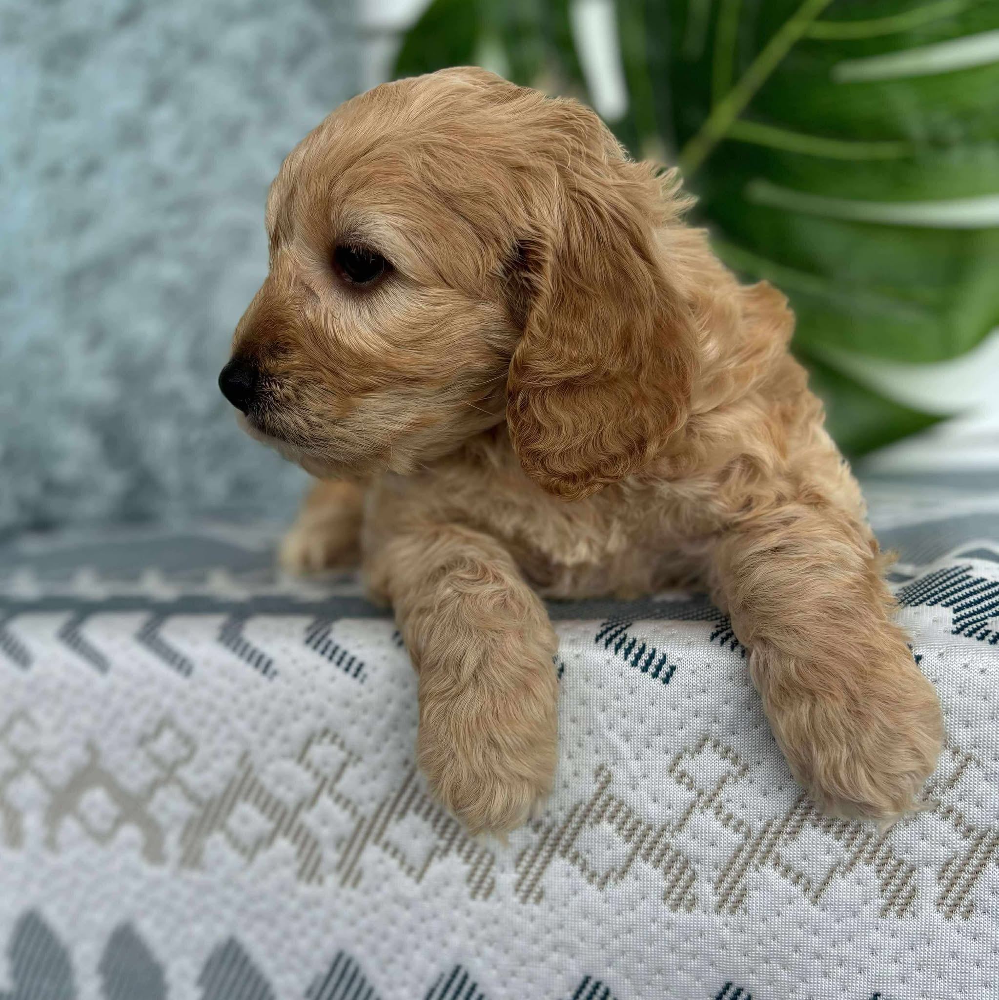 Spoodle Mini Male Buckley - Available to Adopt 26th November 2025