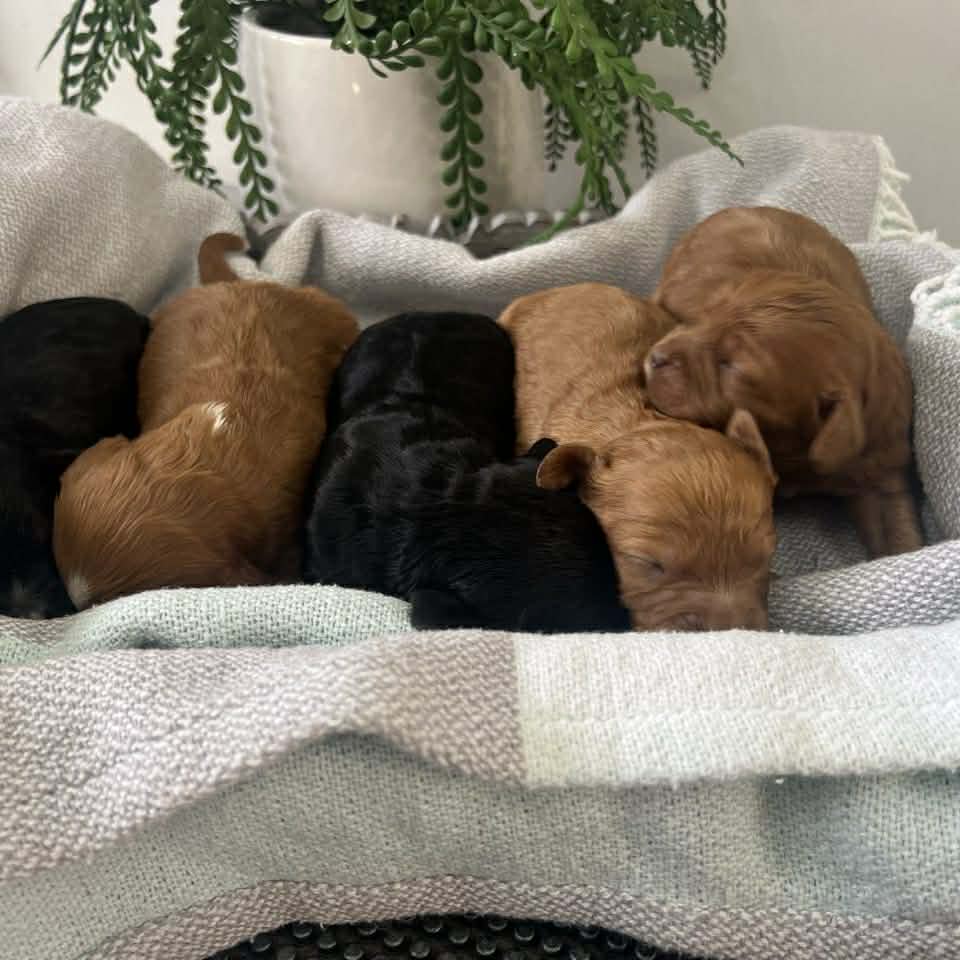 Cavoodle Mini Puppies - COMING SOON Ready to go home 14th Jan 2026