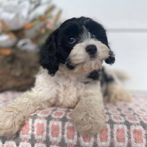 Cavoodle Mini Female Henrietta - Available Now to Adopt