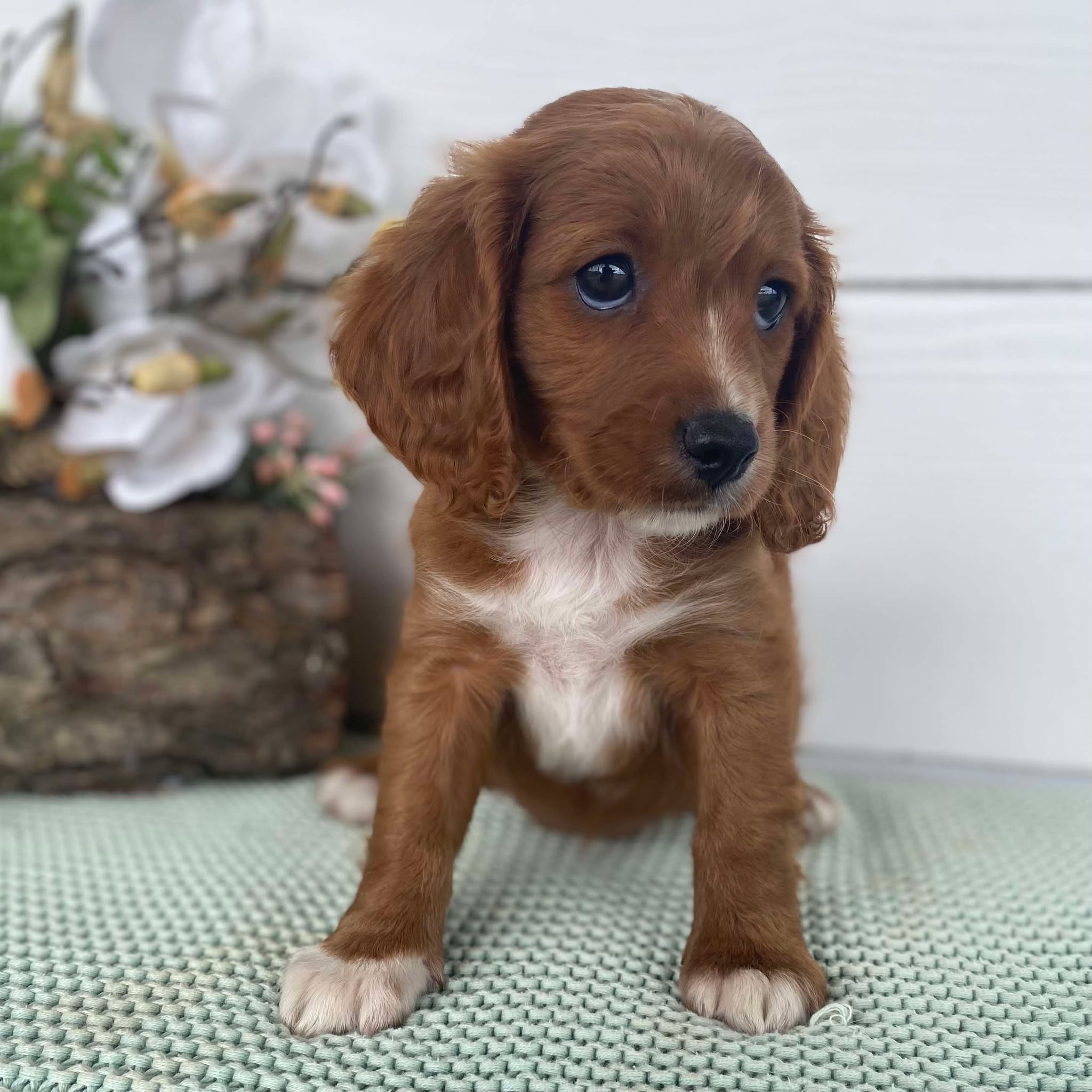 Cavoodle Toy Female Josie - Adopted