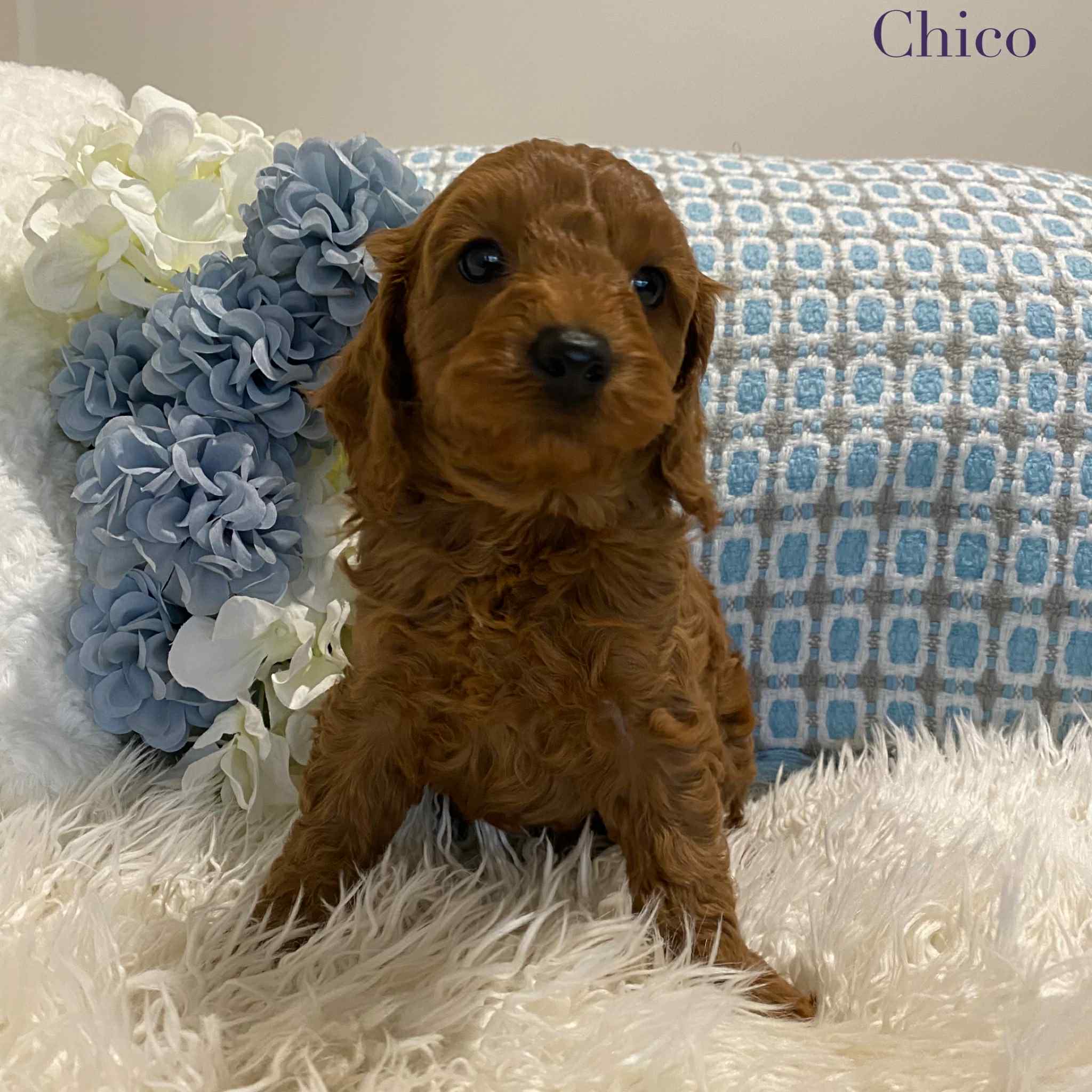 Cavoodle Mini Male Chico - Available to Adopt 18th July 2025