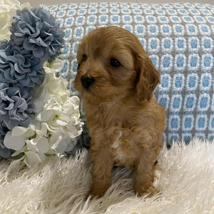 Cavoodle Mini Male Champ - Available to Adopt 18th July 2025