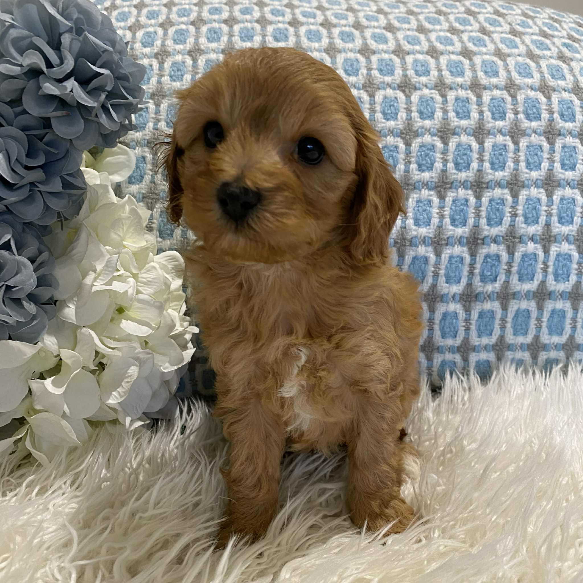 Cavoodle Mini Male Champ - Available to Adopt 18th July 2025
