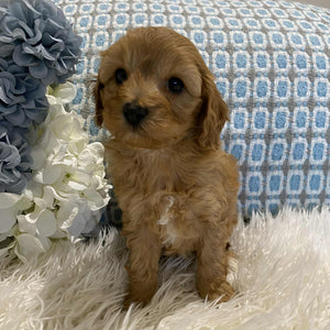 Cavoodle Mini Male Champ - Available to Adopt 18th July 2025