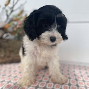 Cavoodle Mini Female Henrietta - Available Now to Adopt