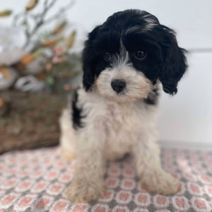 Cavoodle Mini Female Henrietta - Available Now to Adopt