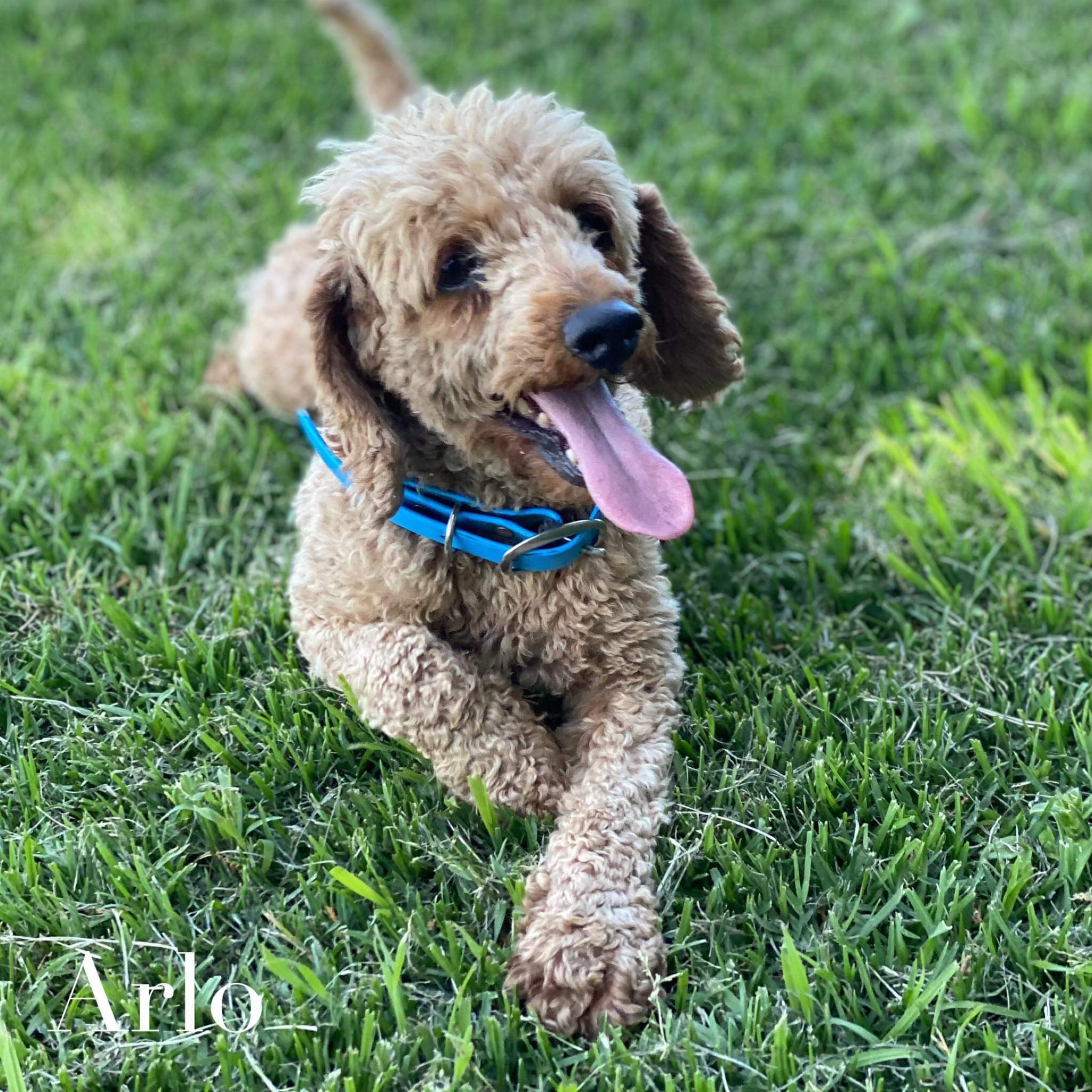 .Toy Cavoodle Male Kane - Available Now to Adopt