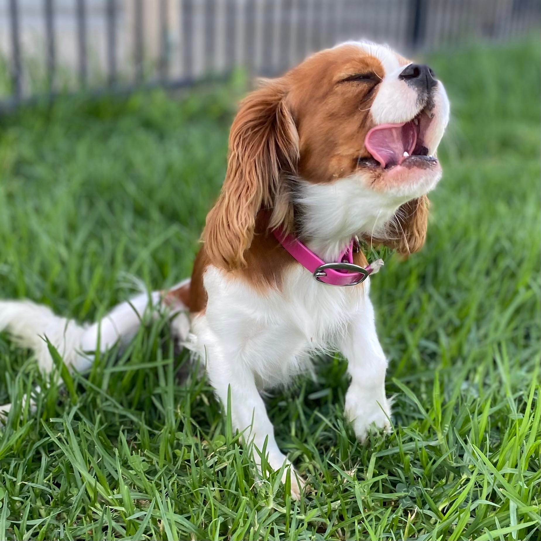 Adult Re homing Cavalier Delta
