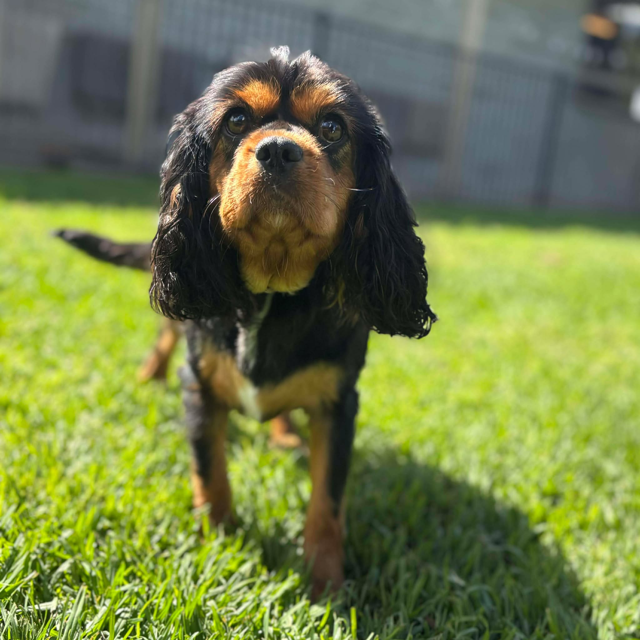 Cavoodle Mini Puppies - COMING SOON Ready to go home 14th Jan 2026