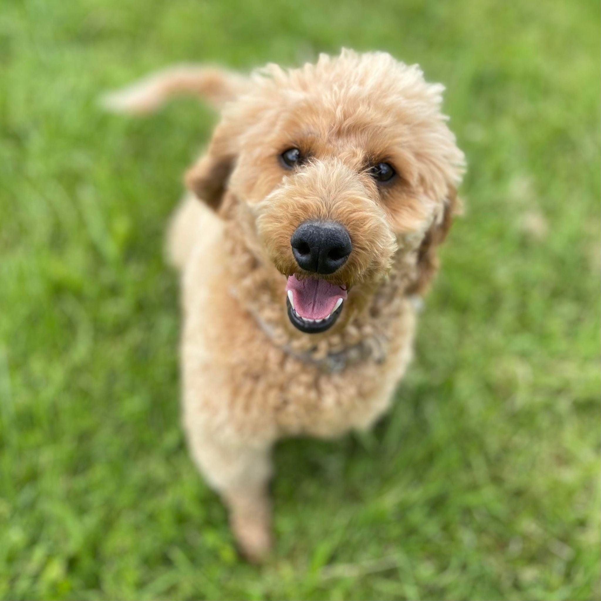 Spoodle Mini Female Harper - Adopted