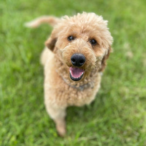 Spoodle Mini Female Harper - Adopted