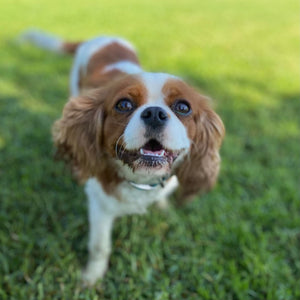 Adult Re homing Cavalier Delta
